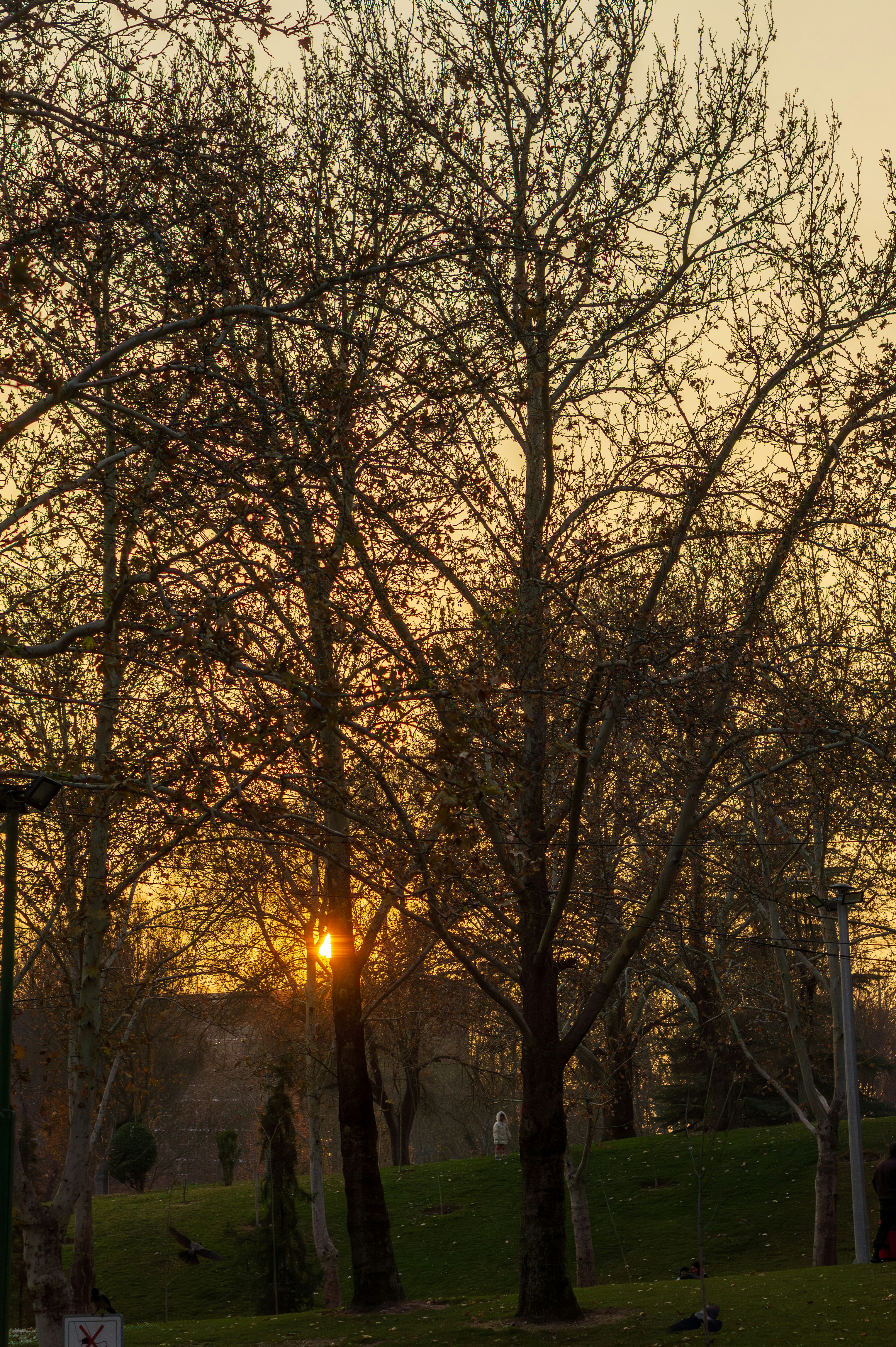 Bare trees silhouetted against a warm sunset sky.