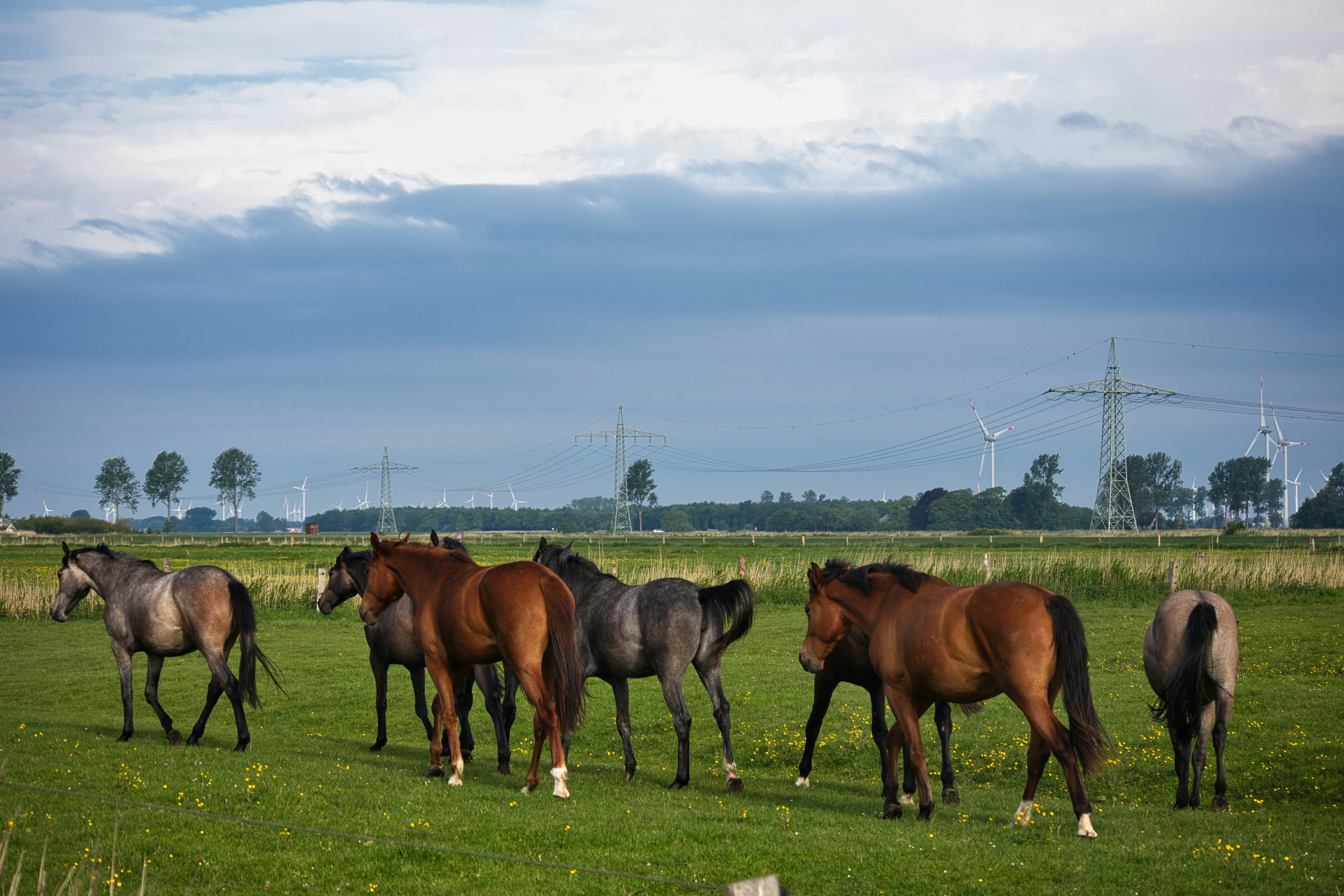Horses grazing in a green field under a cloudy sky.