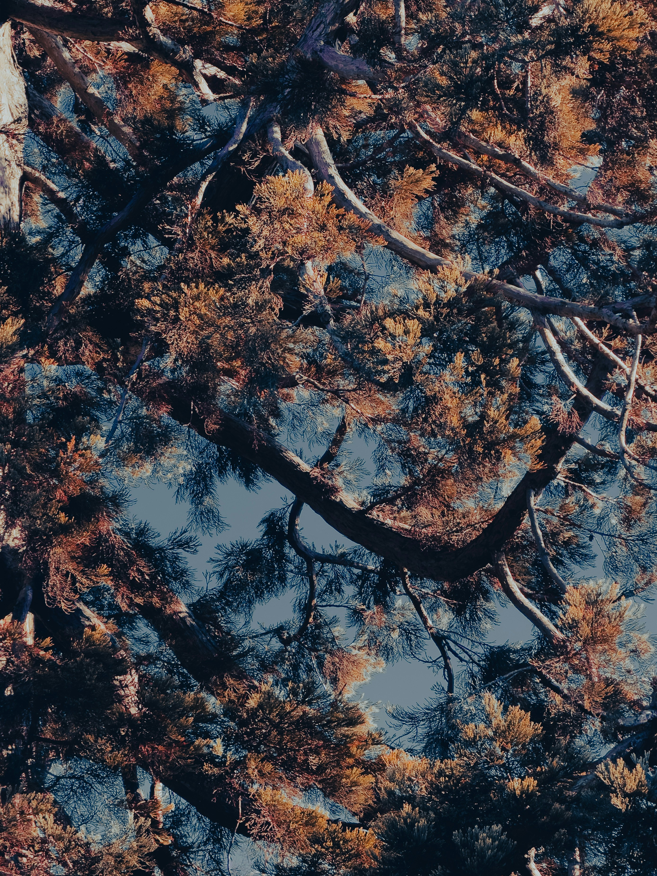 松の枝越しに空を見上げる