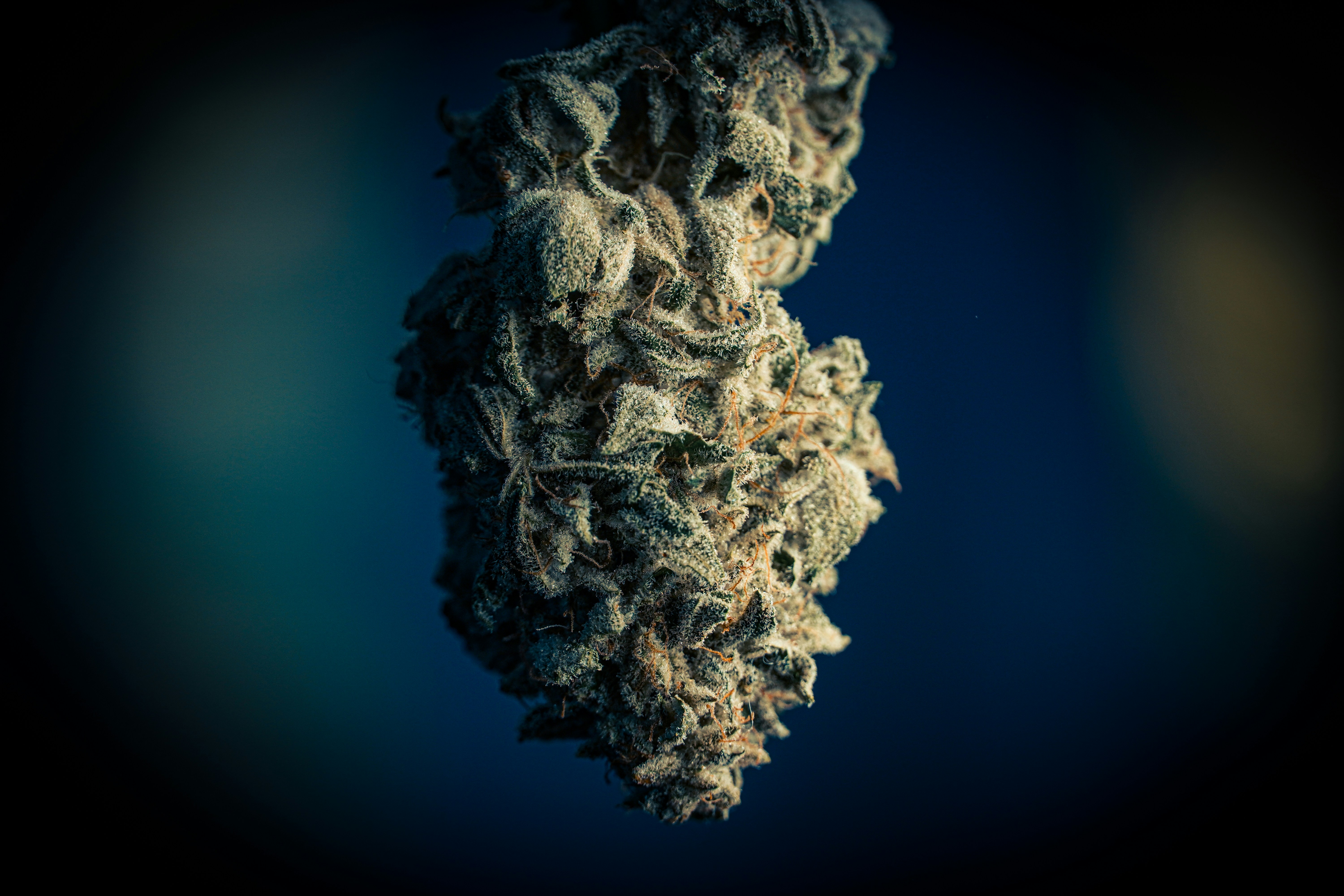 Close-up of a cannabis bud with trichomes