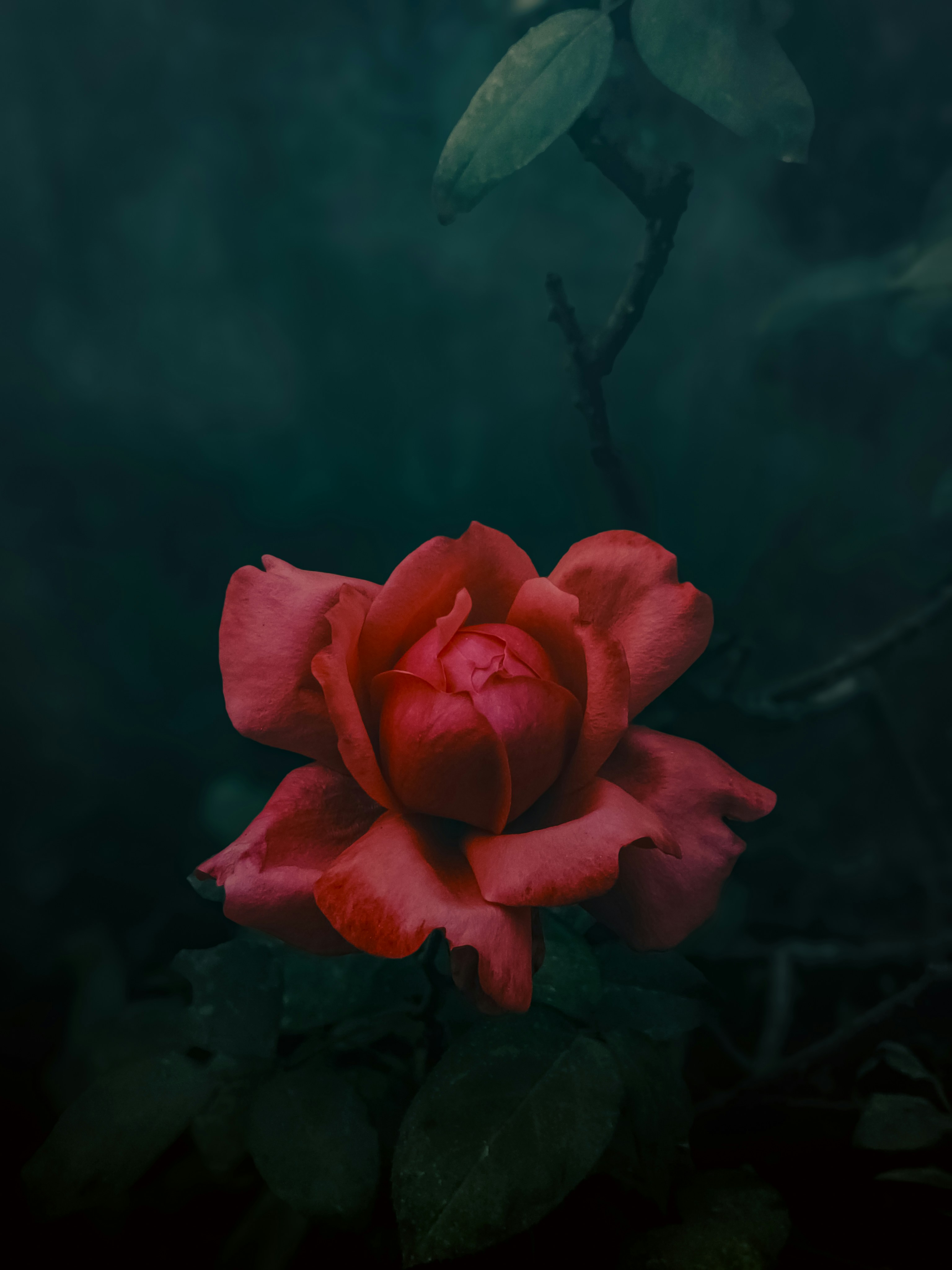 A single red rose blooms in dark foliage