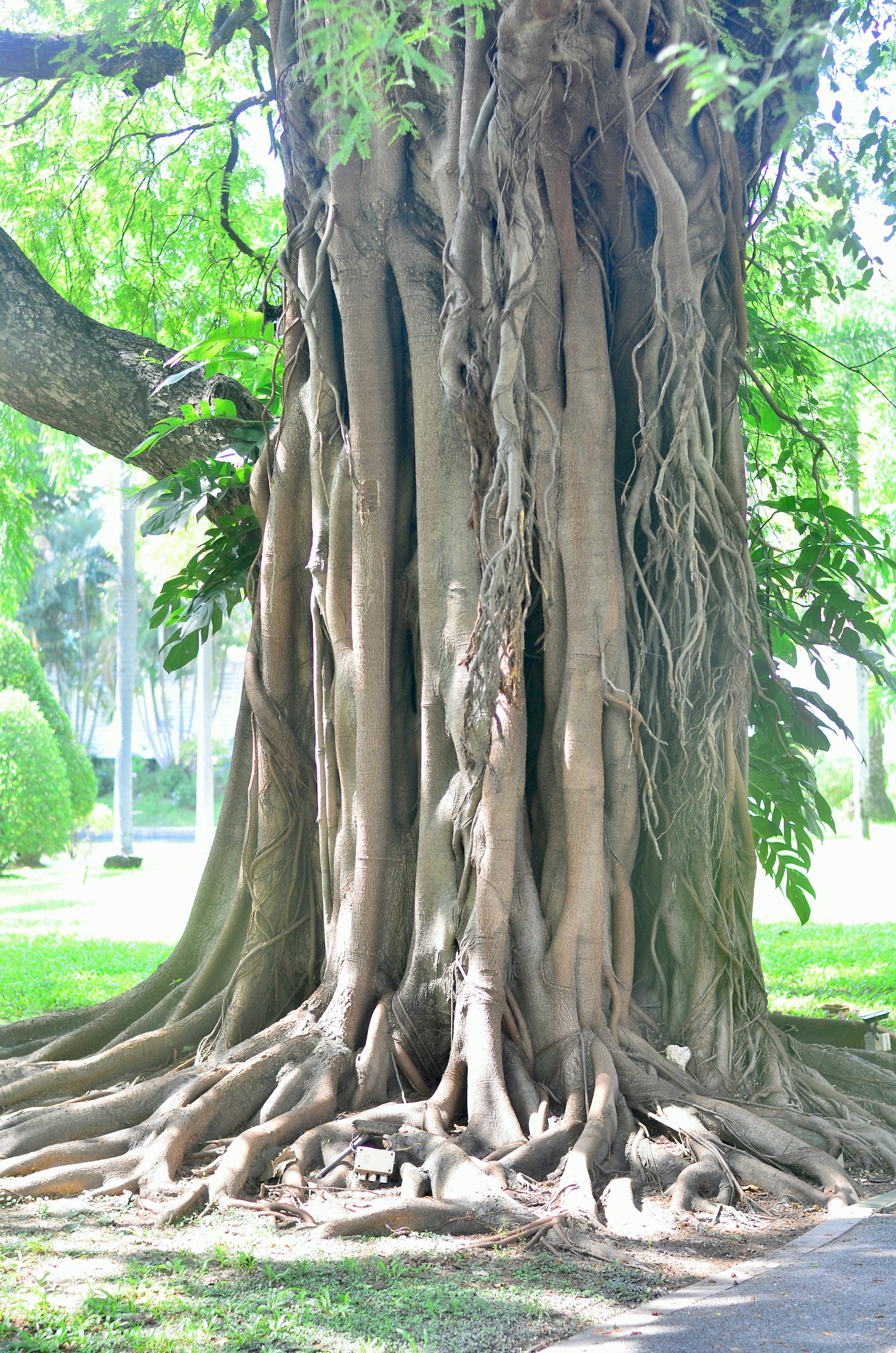 Massive banyan tree with exposed roots and lush green leaves.