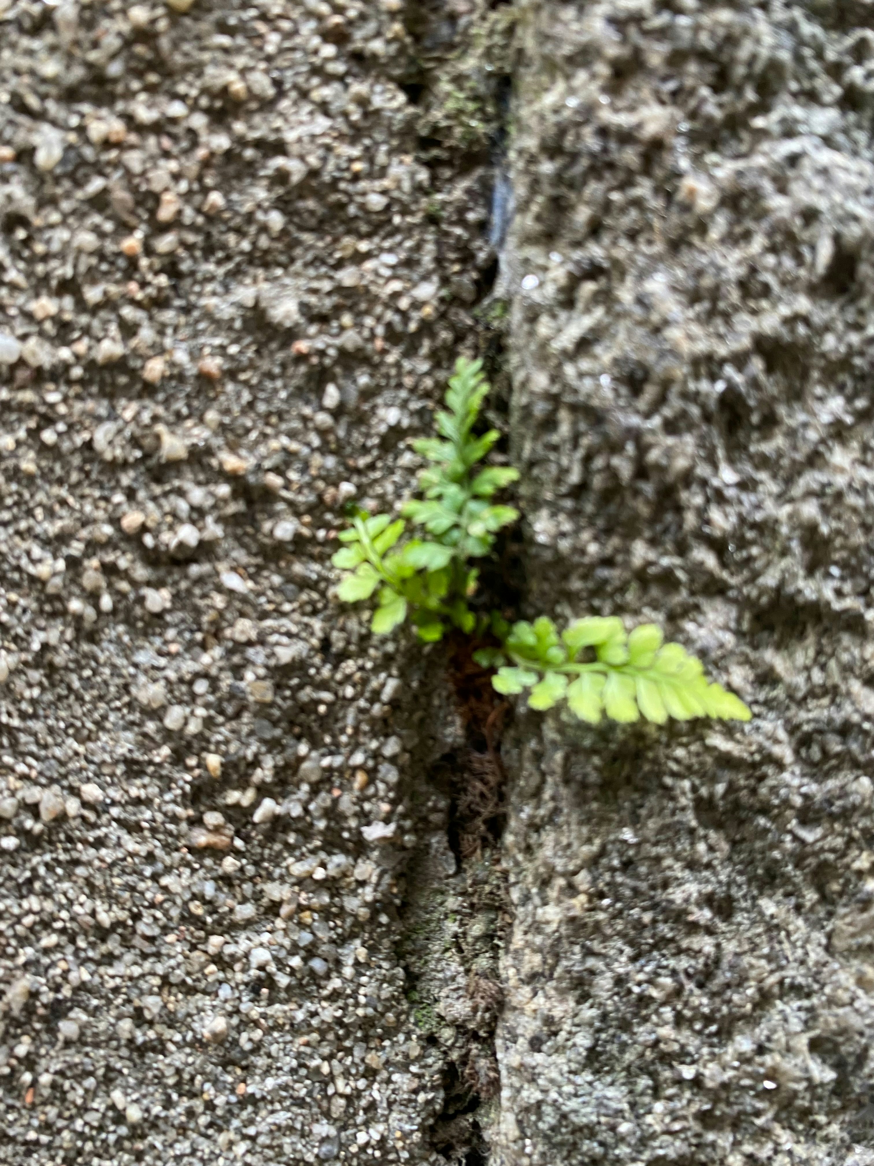 Photo by norbertotriaes