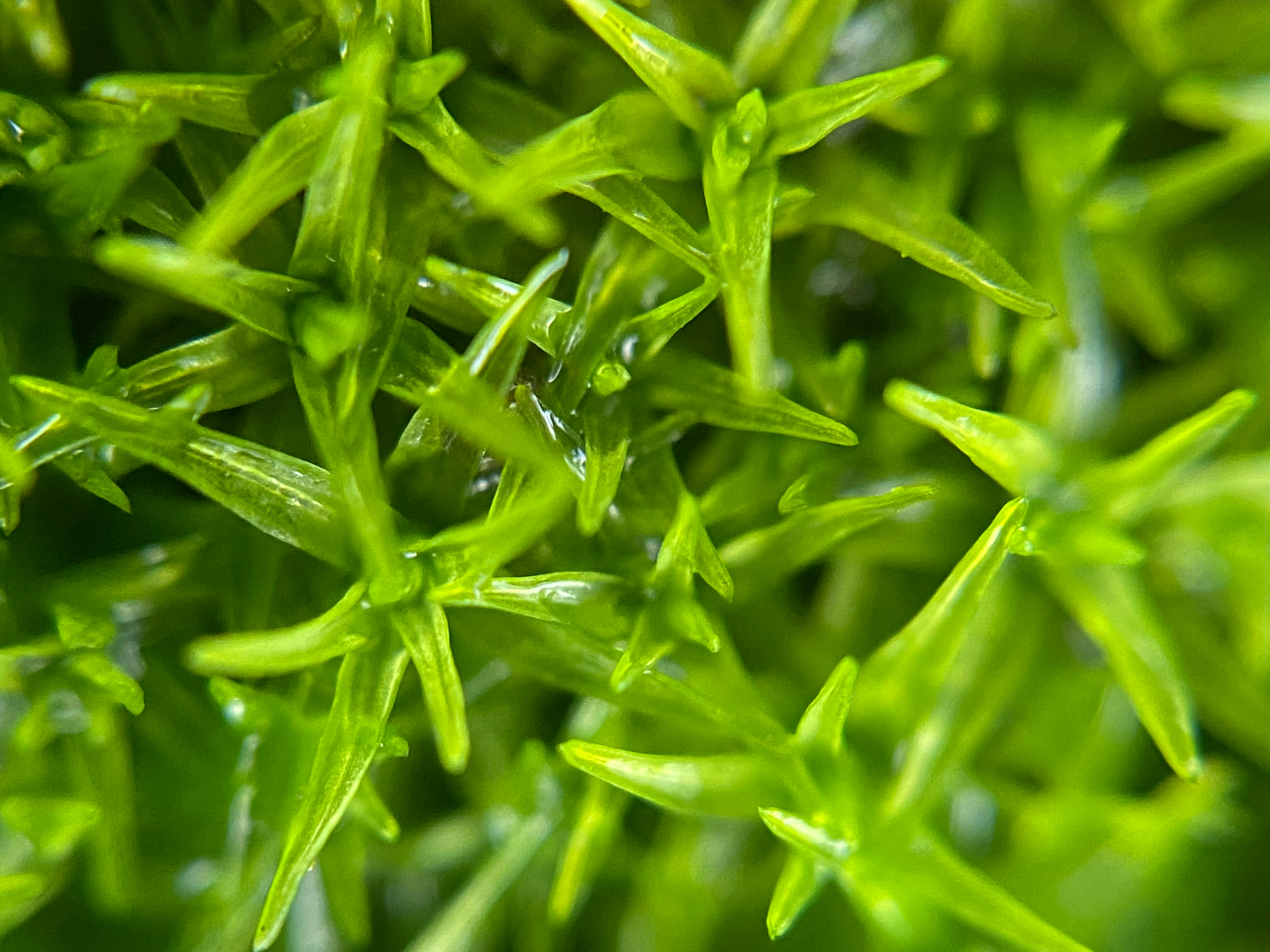 Photo by norbertotriaes