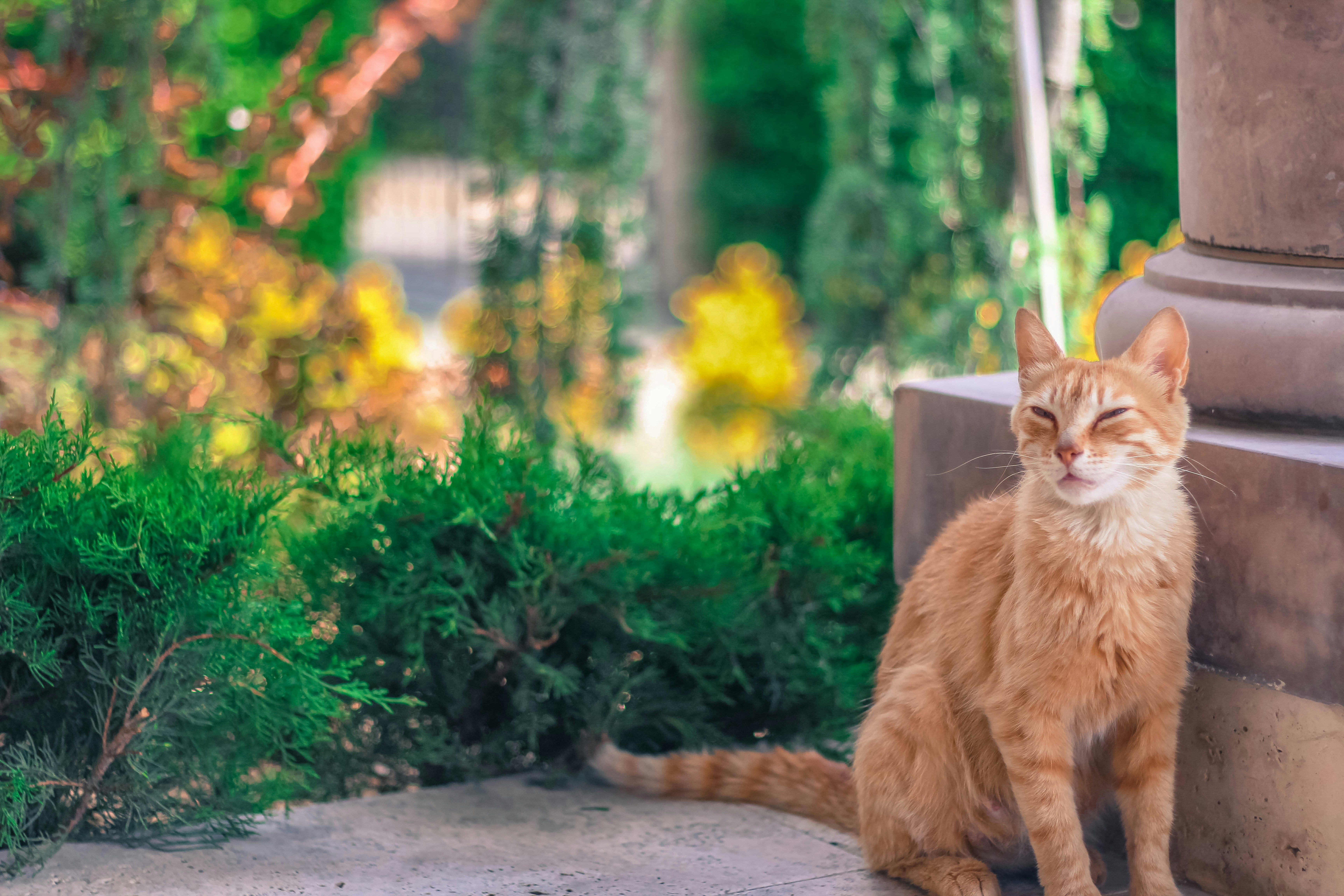 An orange cat sitting by a stone pillar outdoors.