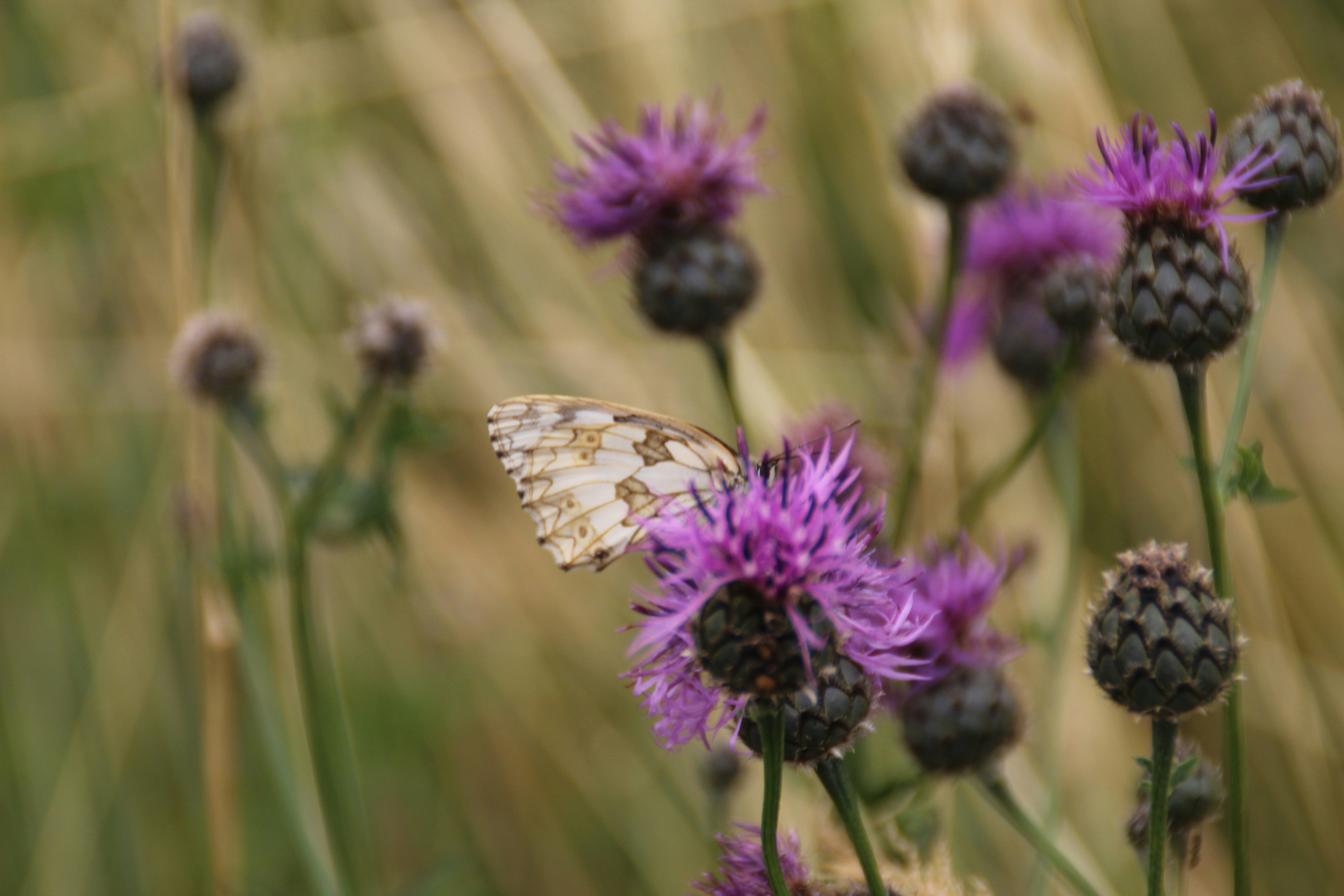 A butterfly rests on a purple thistle flower.