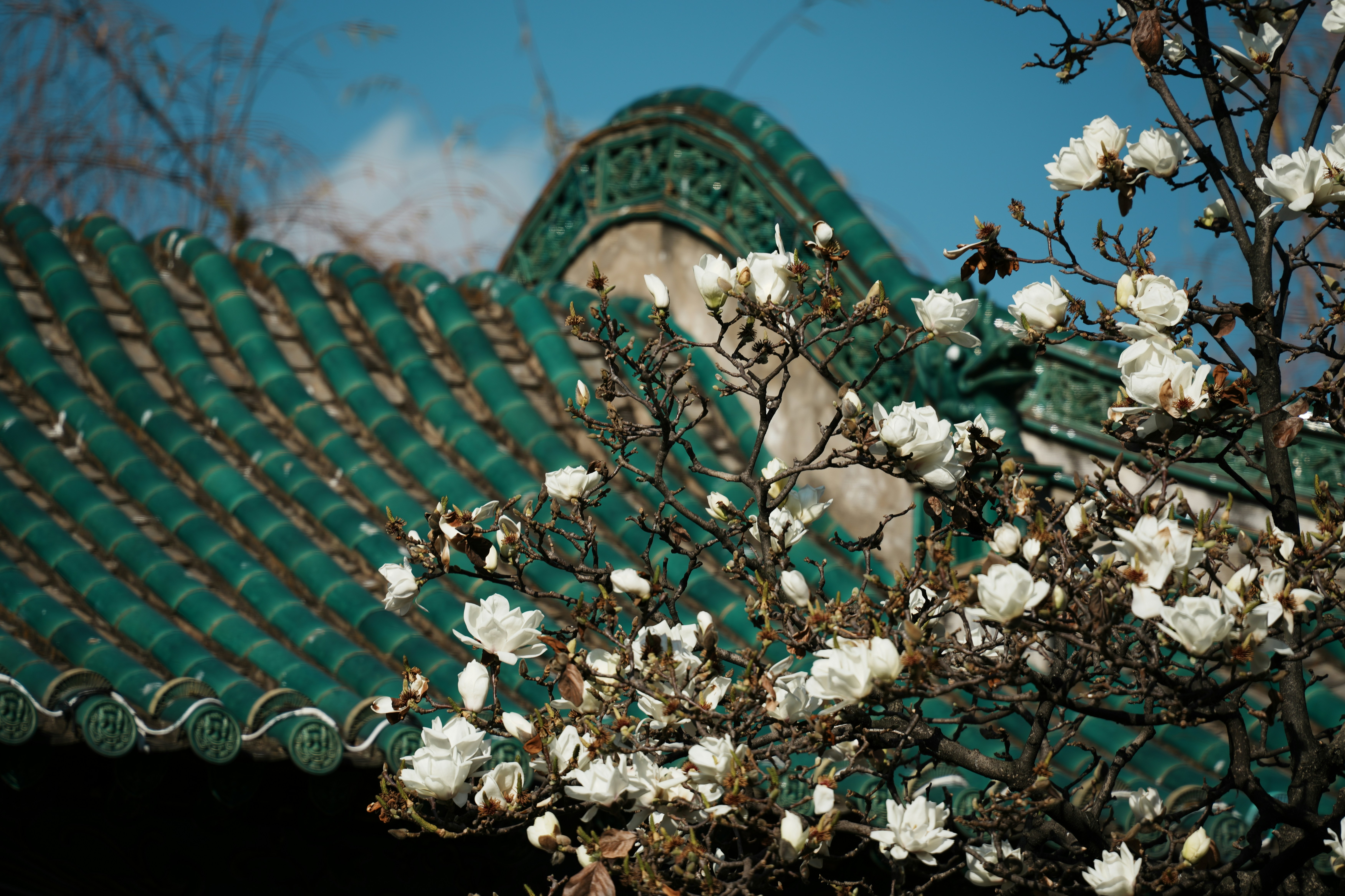 White magnolia blossoms against a green tiled roof