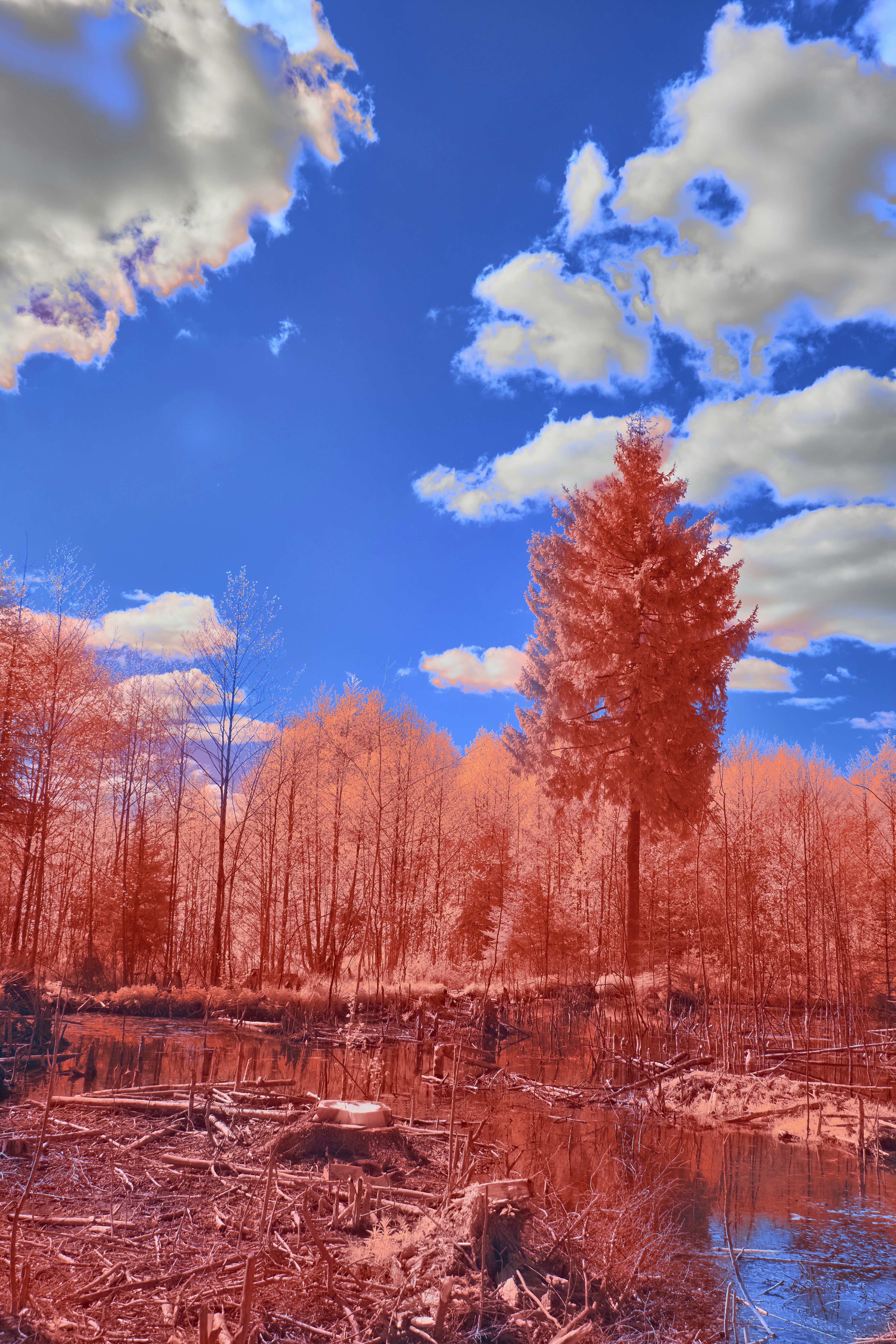 Photo by wolfgang_hasselmann