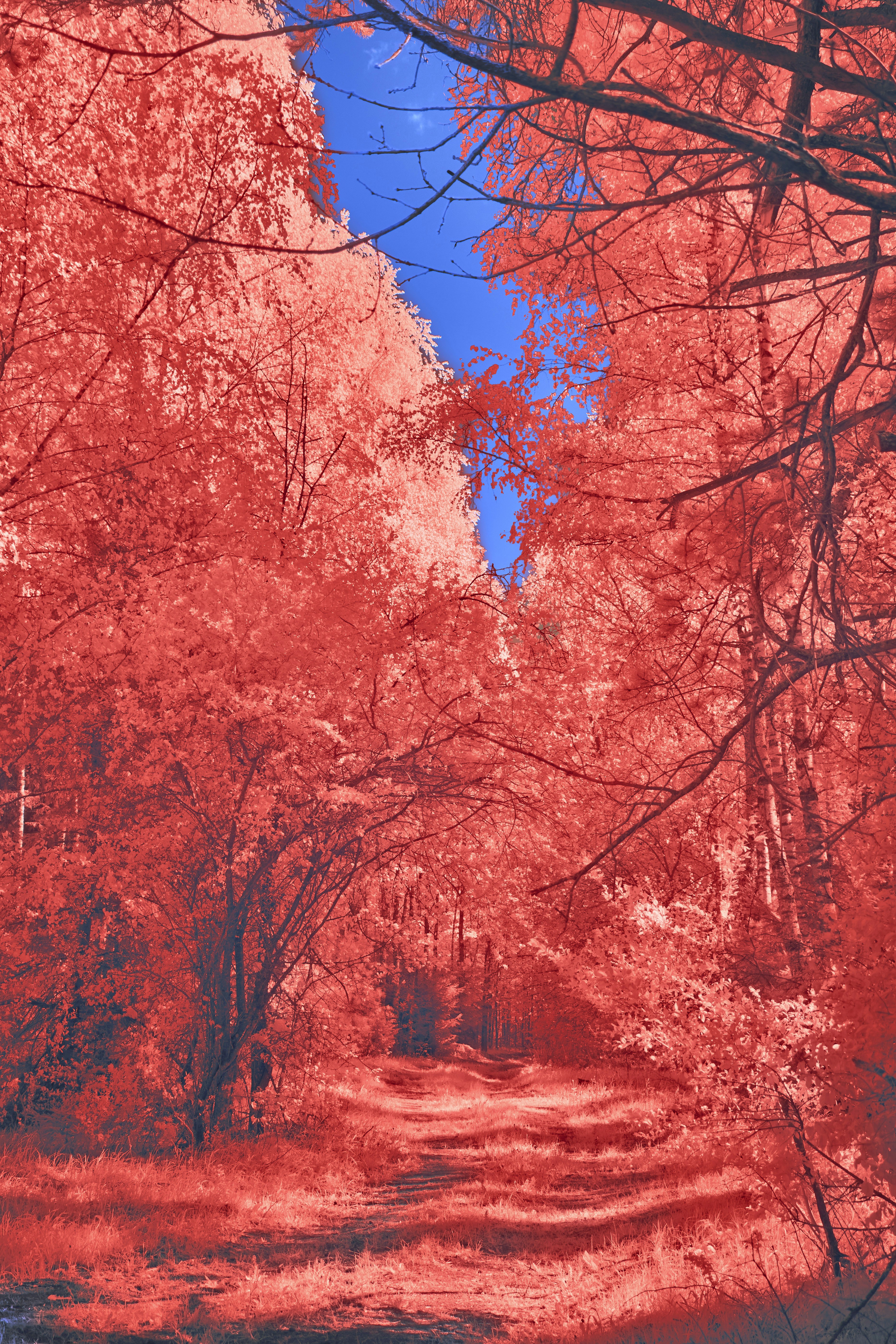 Photo by wolfgang_hasselmann