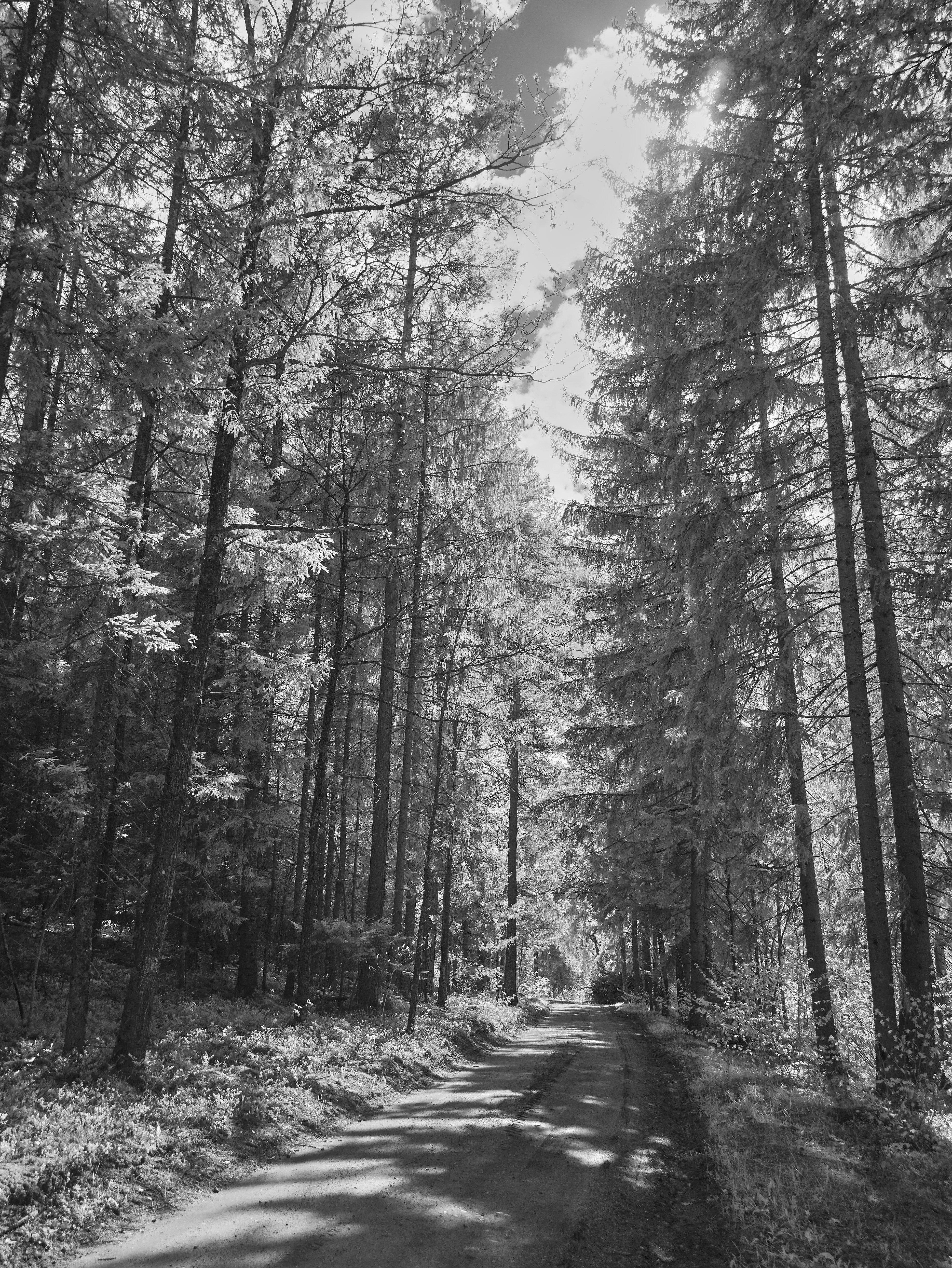 Photo by wolfgang_hasselmann