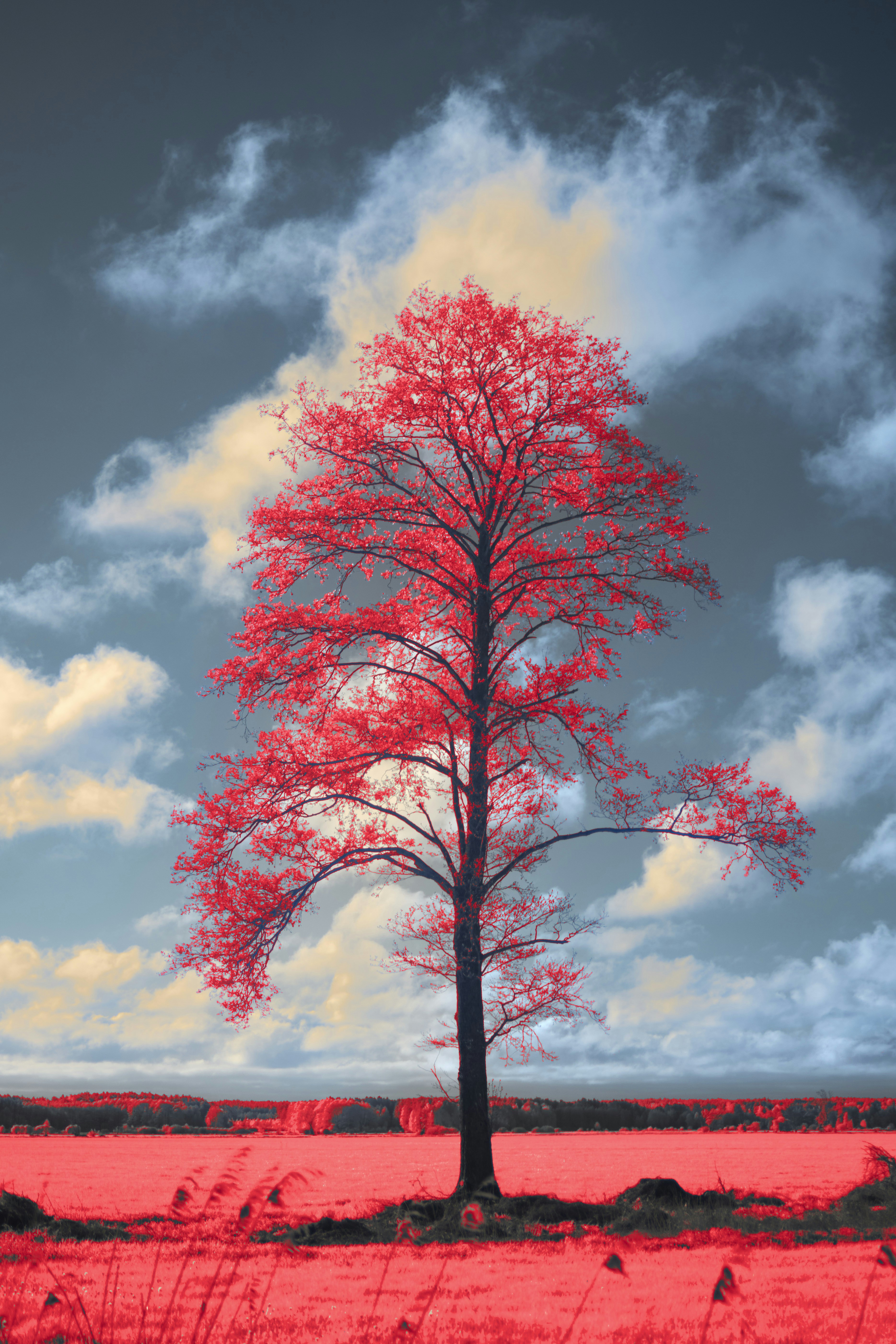 Photo by wolfgang_hasselmann