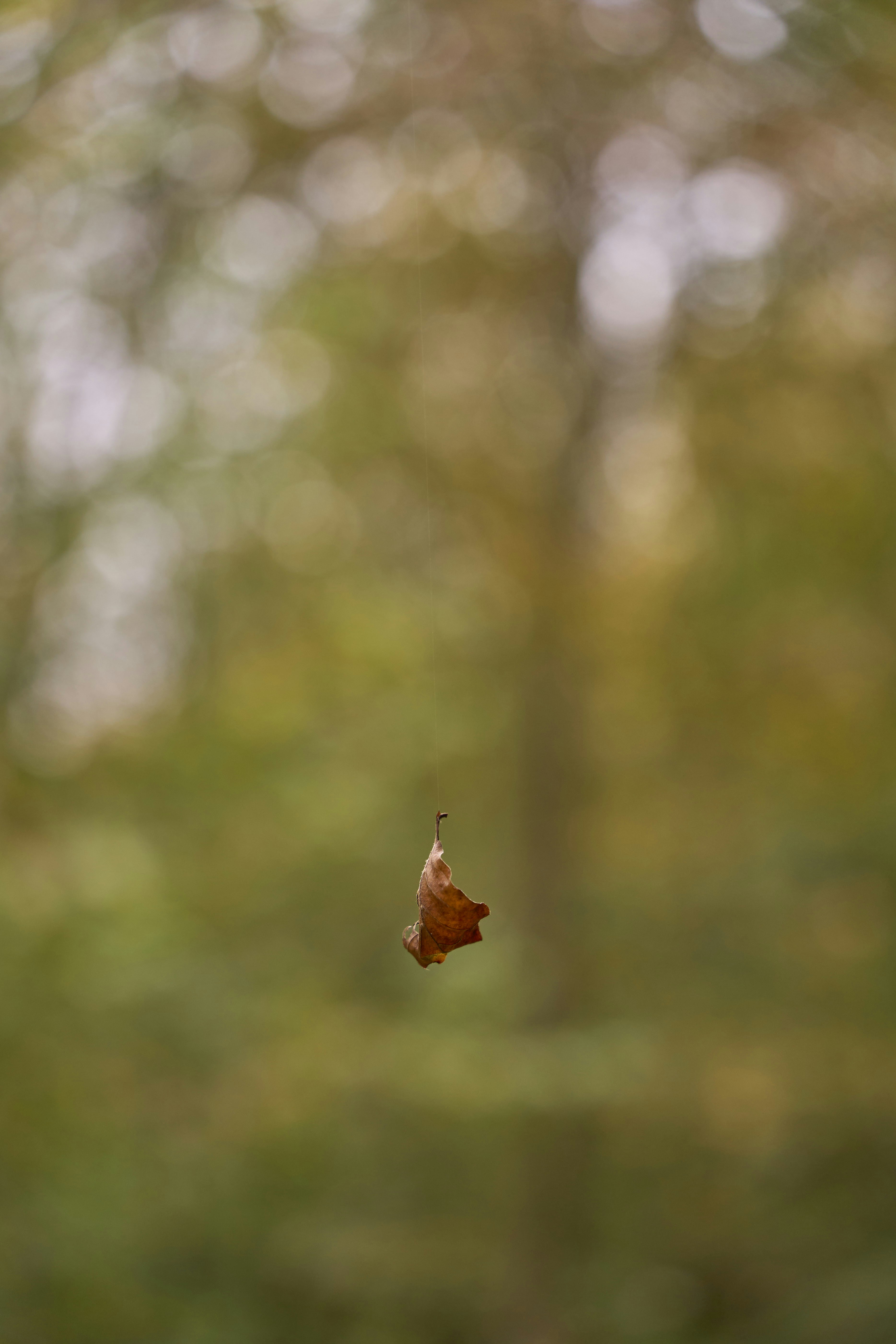 Photo by wolfgang_hasselmann