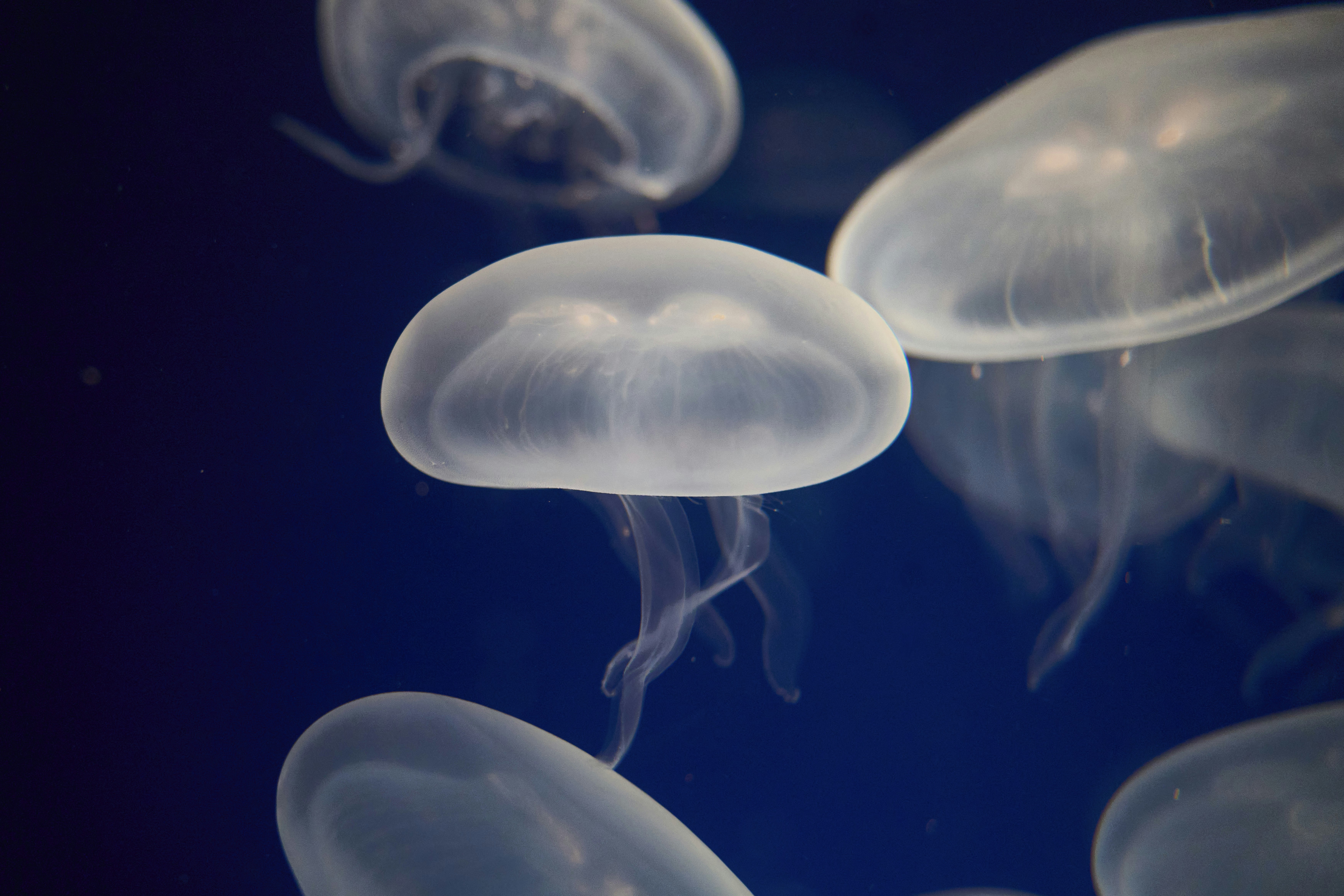 Photo by wolfgang_hasselmann