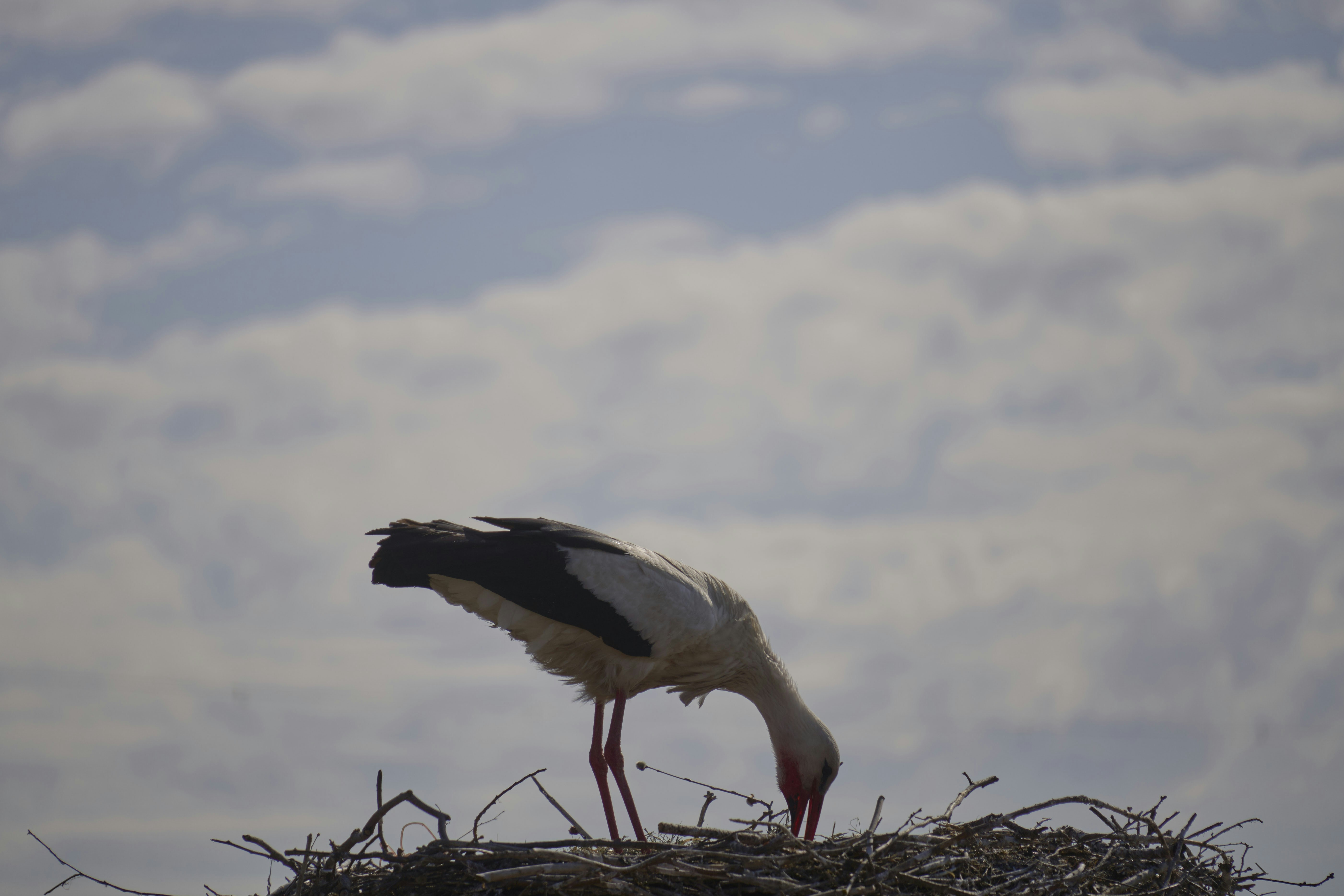 A stork nesting against a cloudy sky