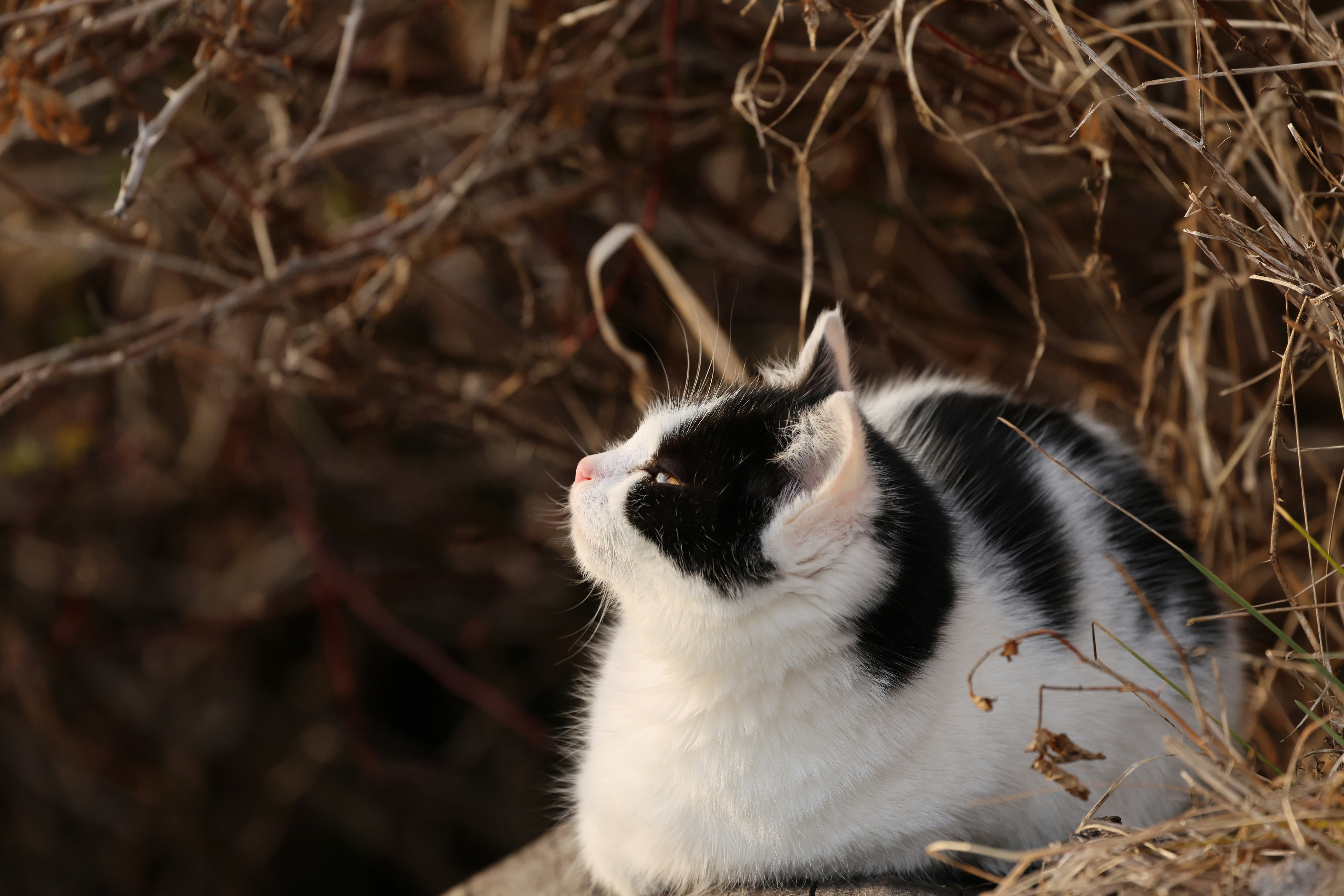 Black and white cat sitting among dry plants