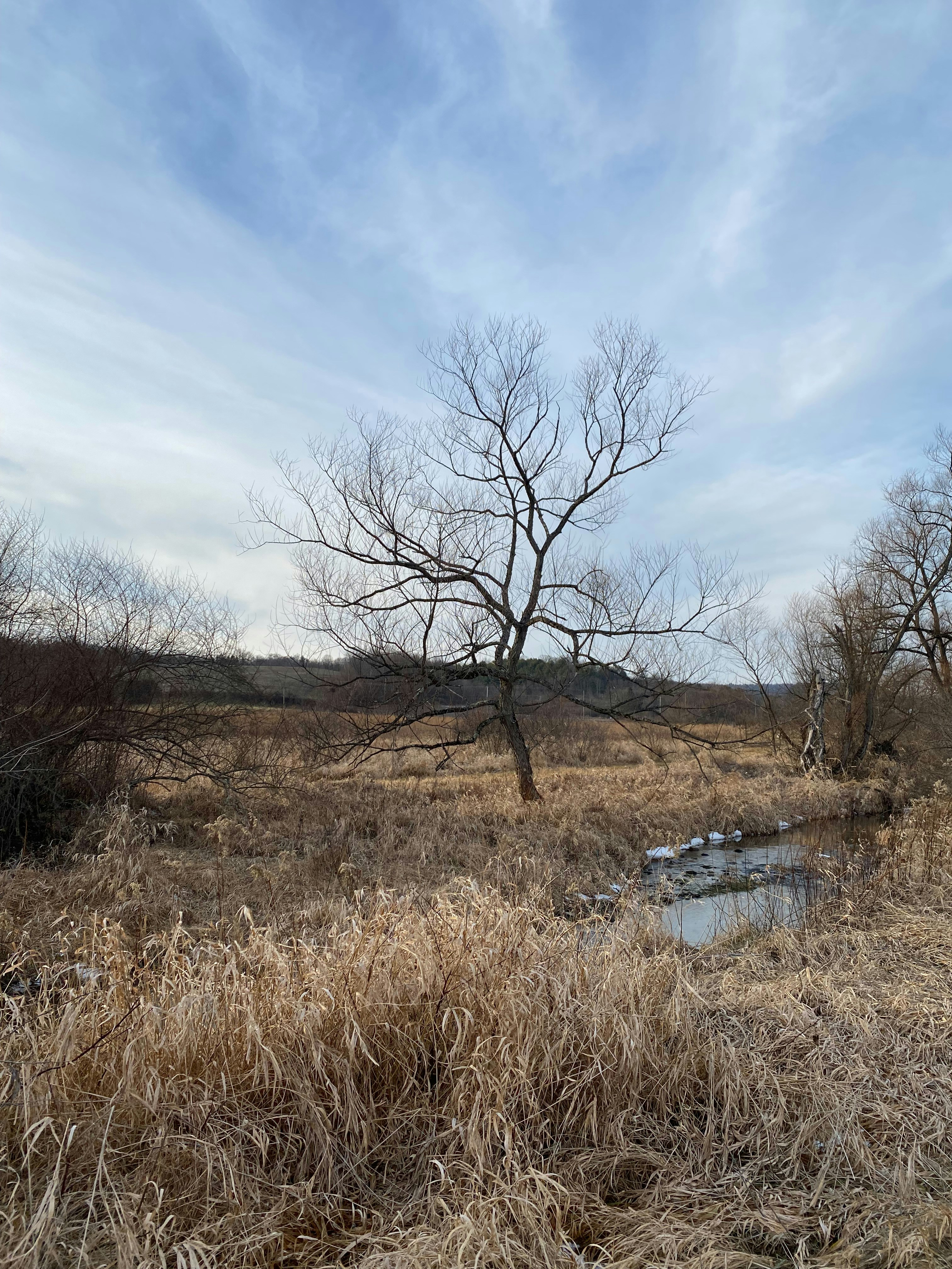 Bare tree in a dry, grassy field under cloudy sky