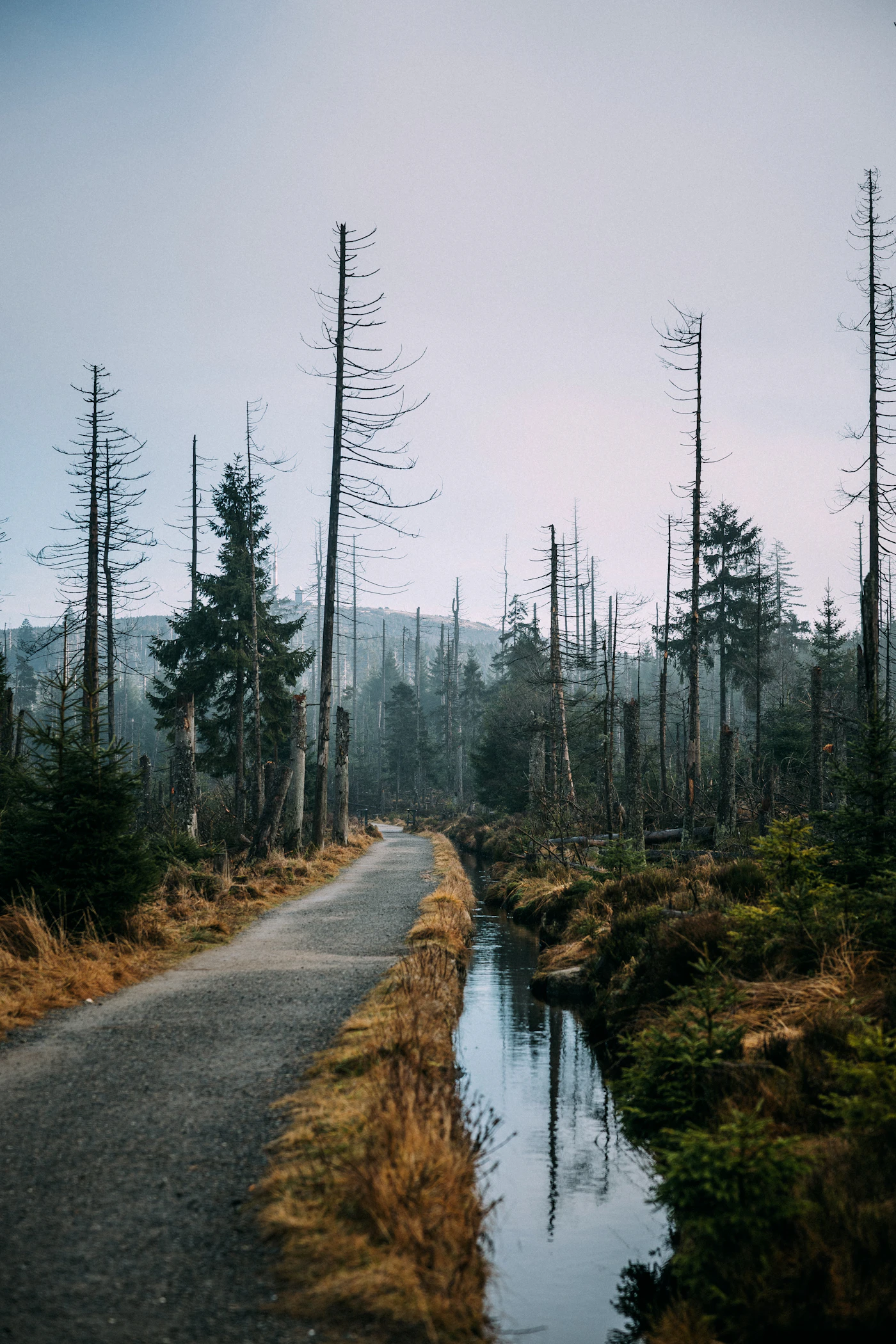 Ruhiger Weg durch den Wald als Symbol für den persönlichen Rauchfrei-Weg