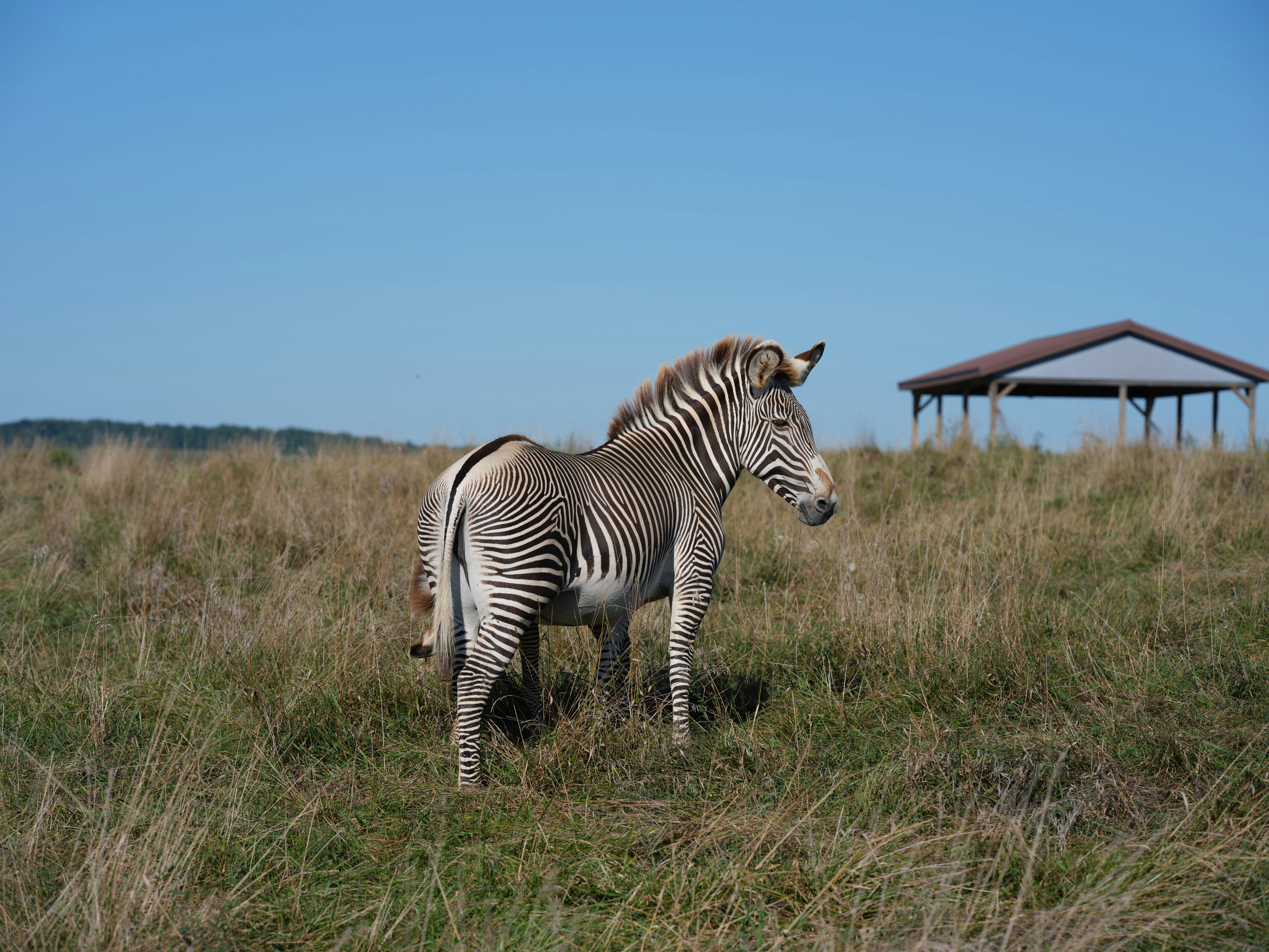 A zebra stands in a dry grassy field.