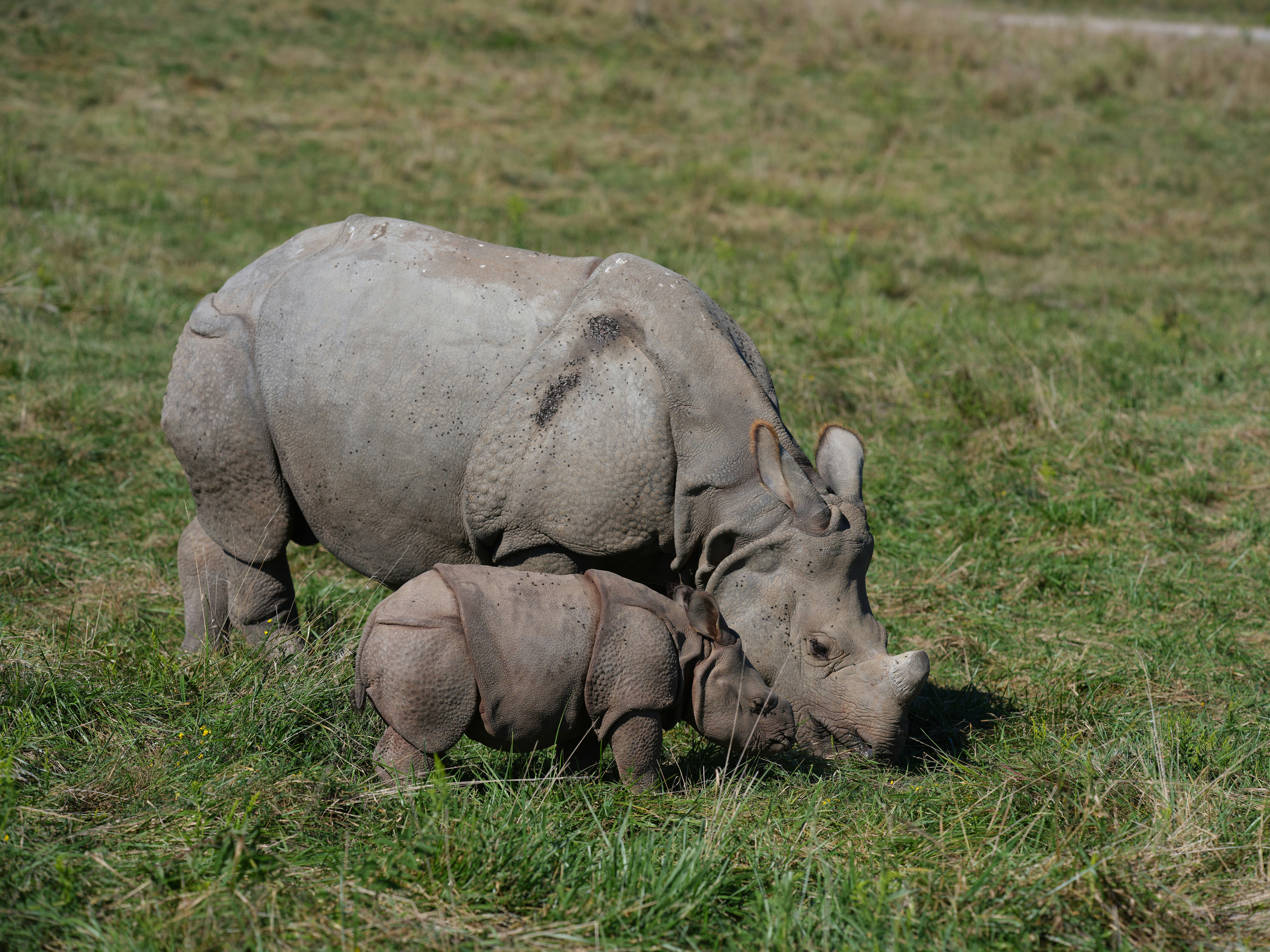 A mother and baby rhinoceros grazing in a grassy field.