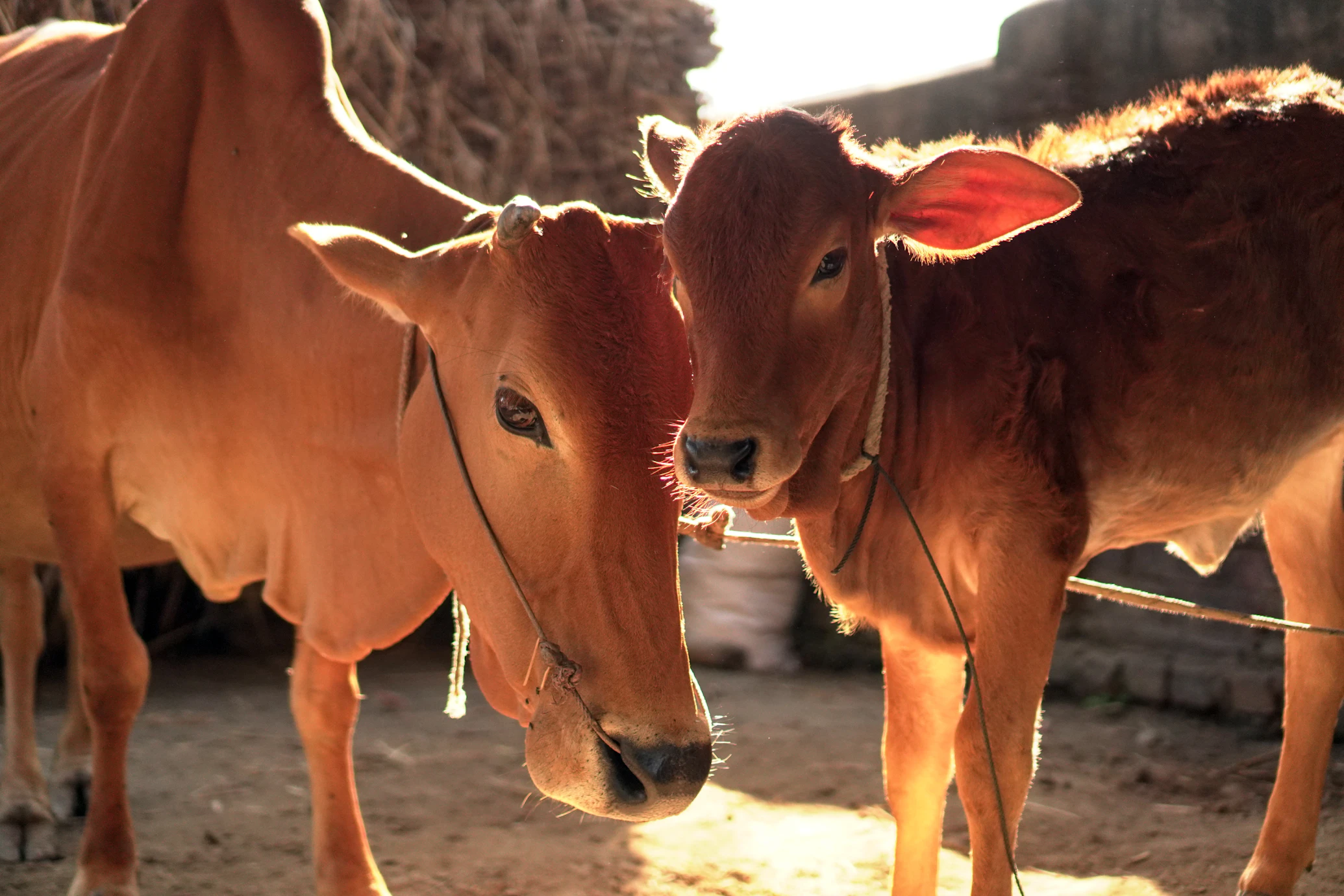 Deshi / Sahiwal Cow