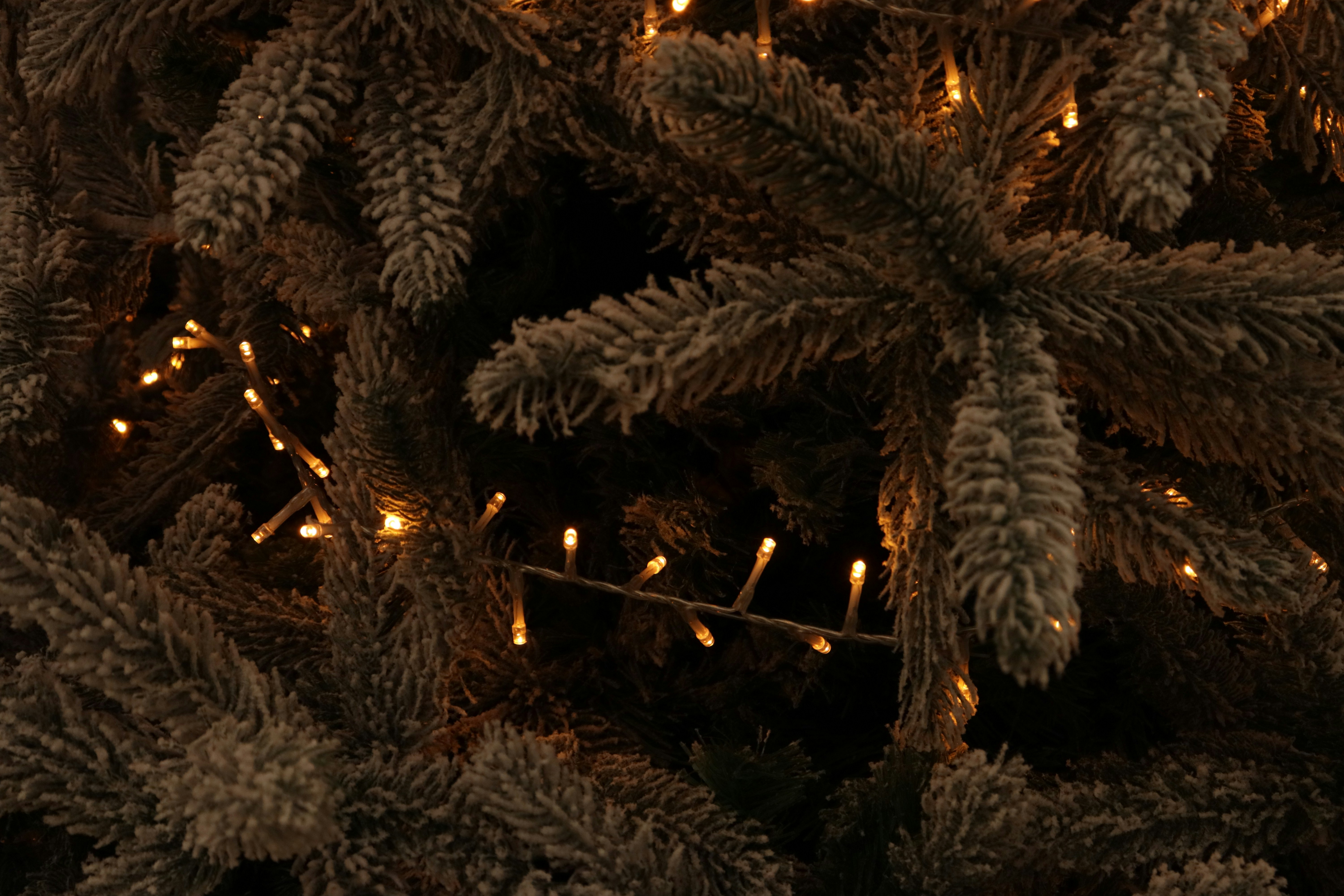 Photo by bored_mongoose