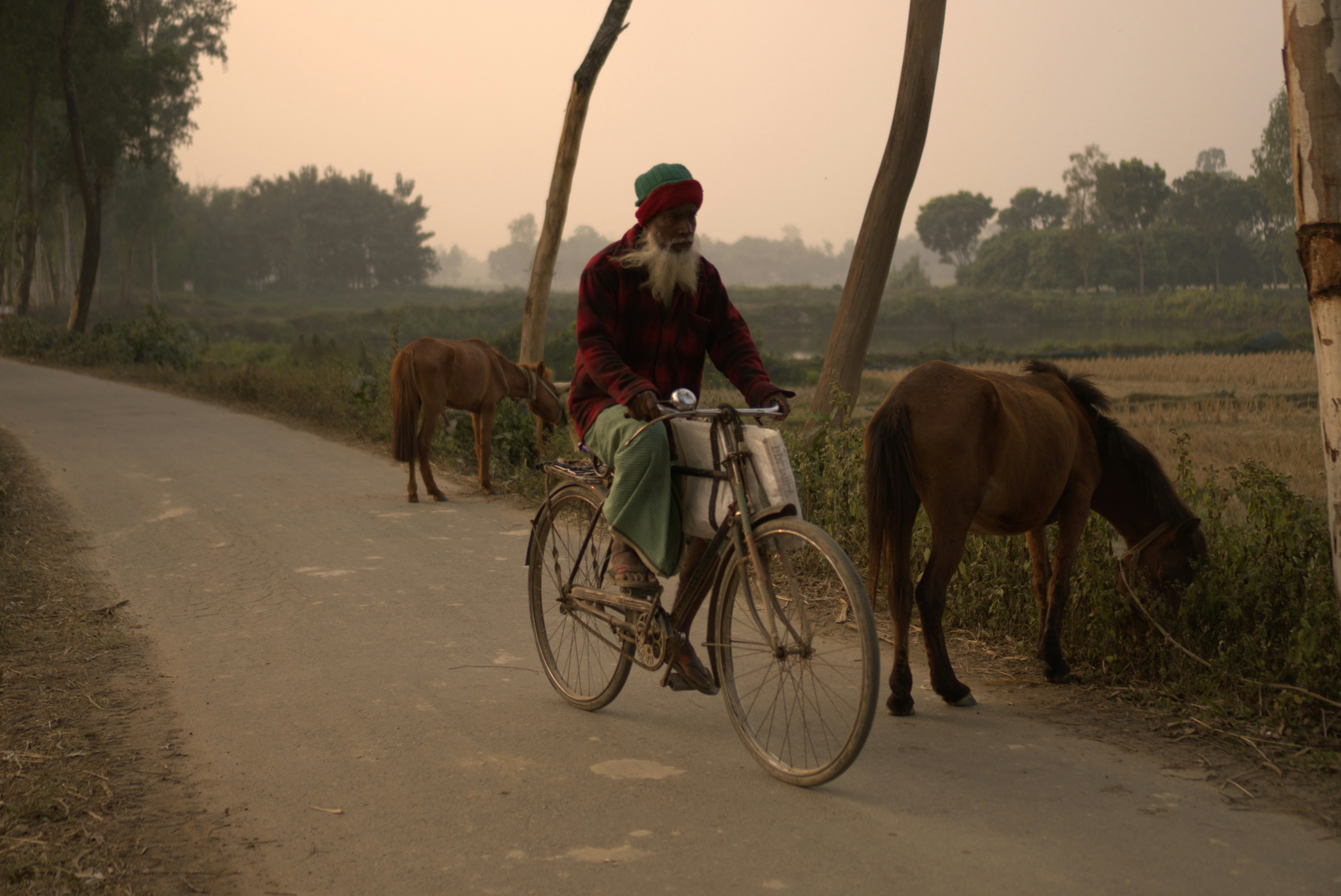 Elderly man rides bicycle past grazing horse and cow.