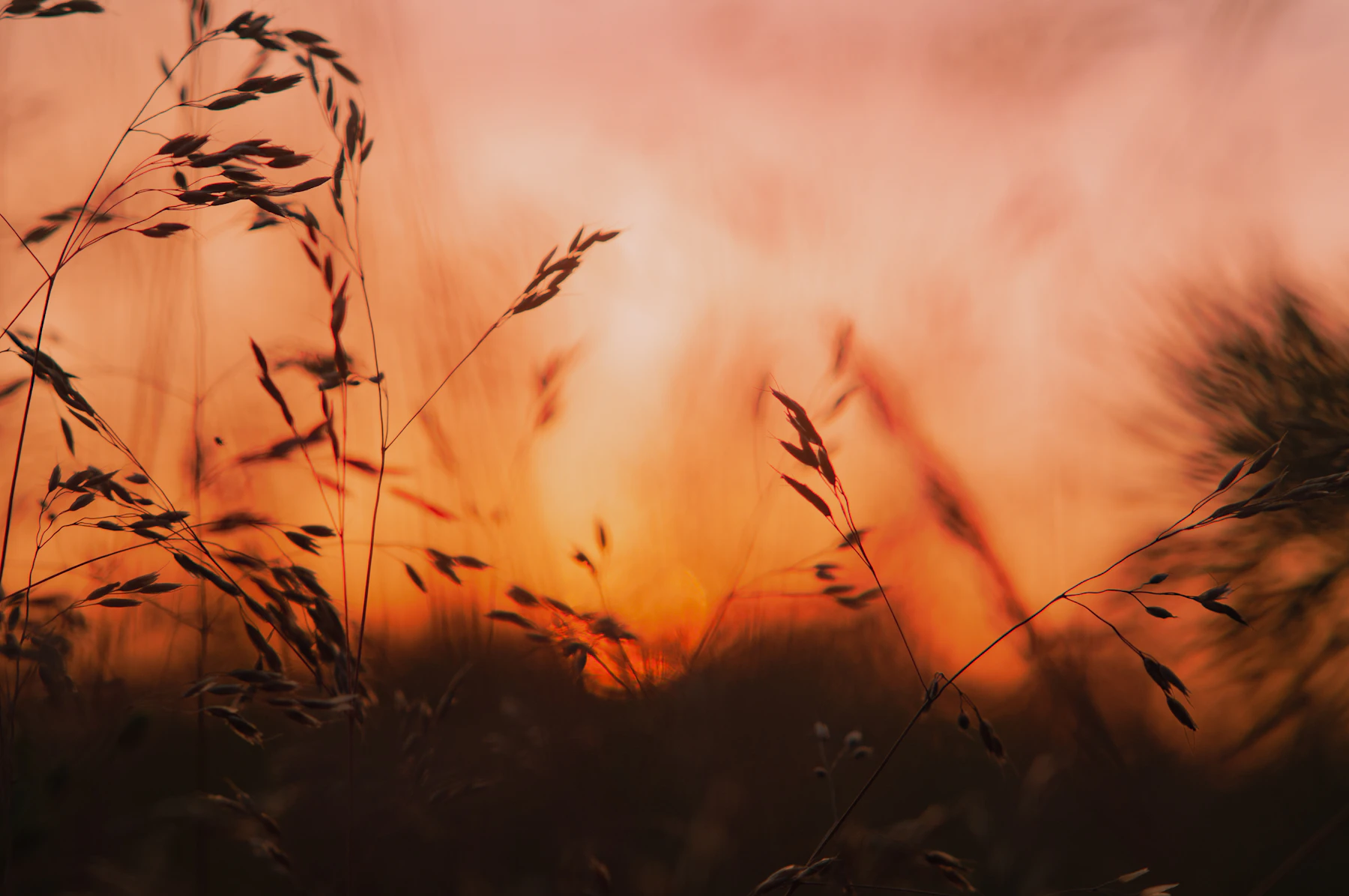 Gräser im Sonnenlicht
