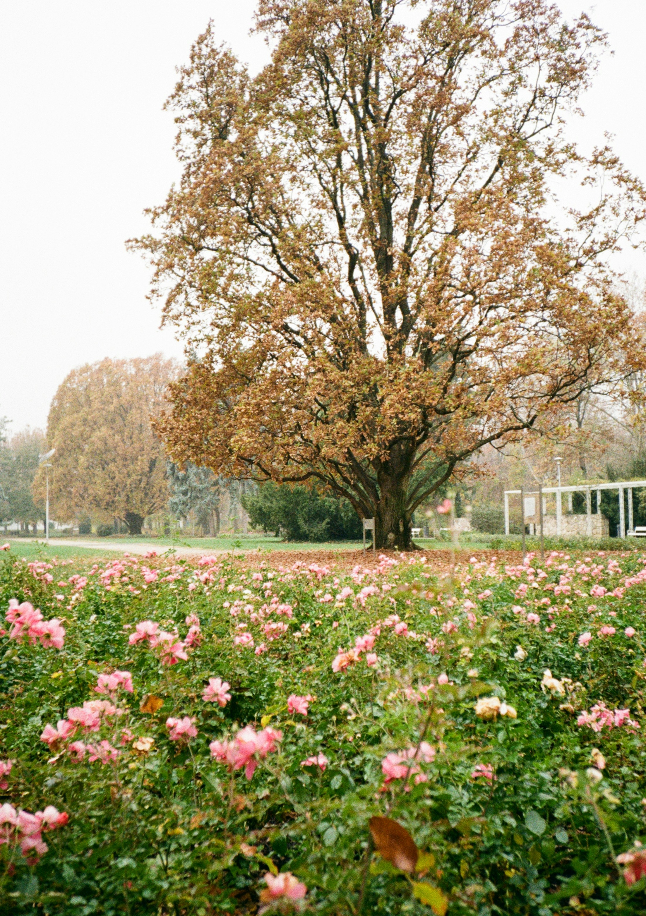 Field of pink roses with large tree in background.