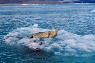 Seal resting on an iceberg in blue water