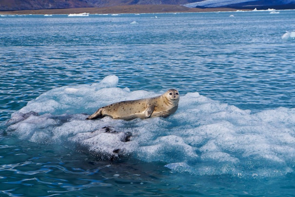 Seal resting on an iceberg in blue water