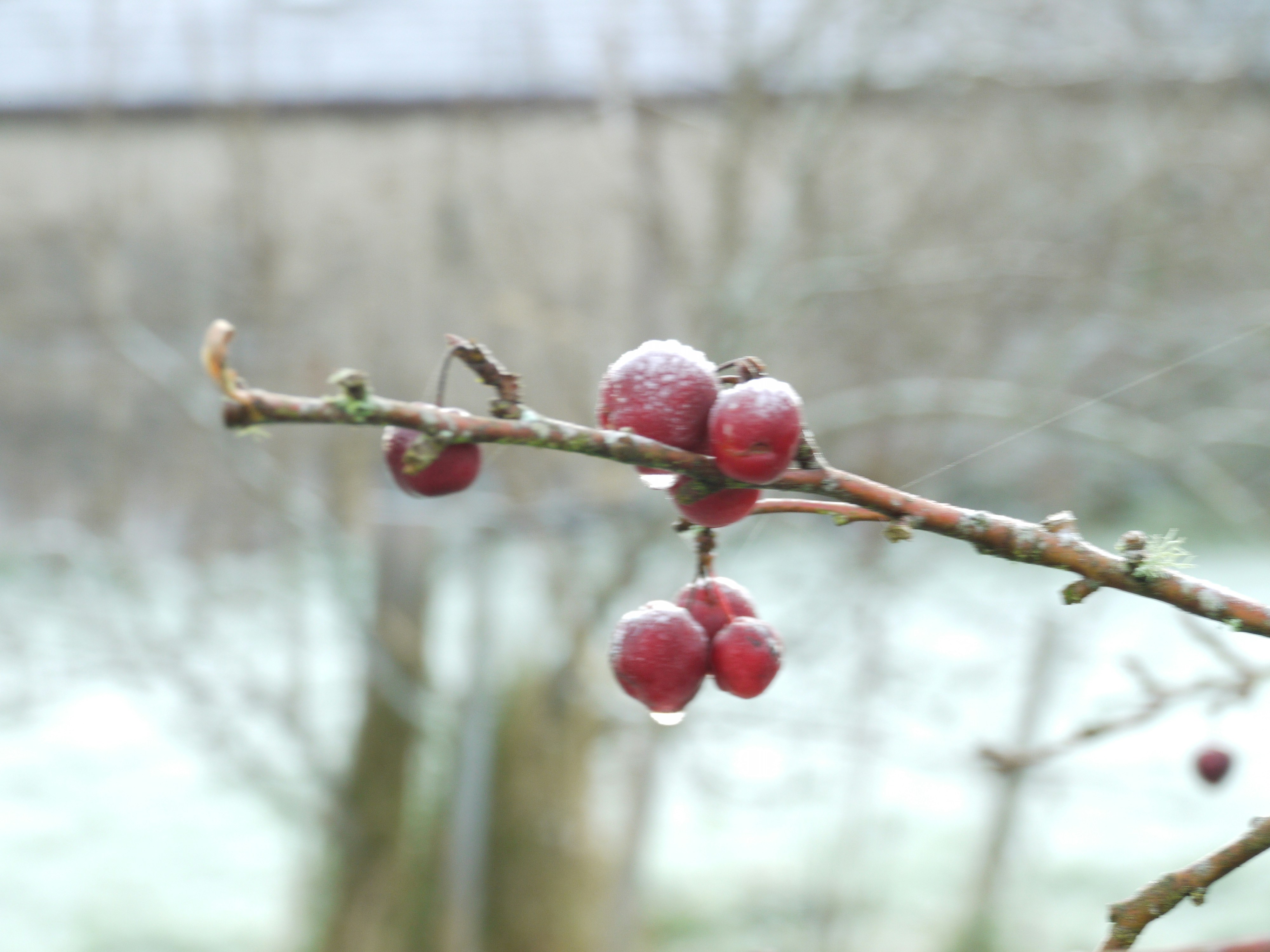 Bayas rojas en una rama helada con gotas de agua.