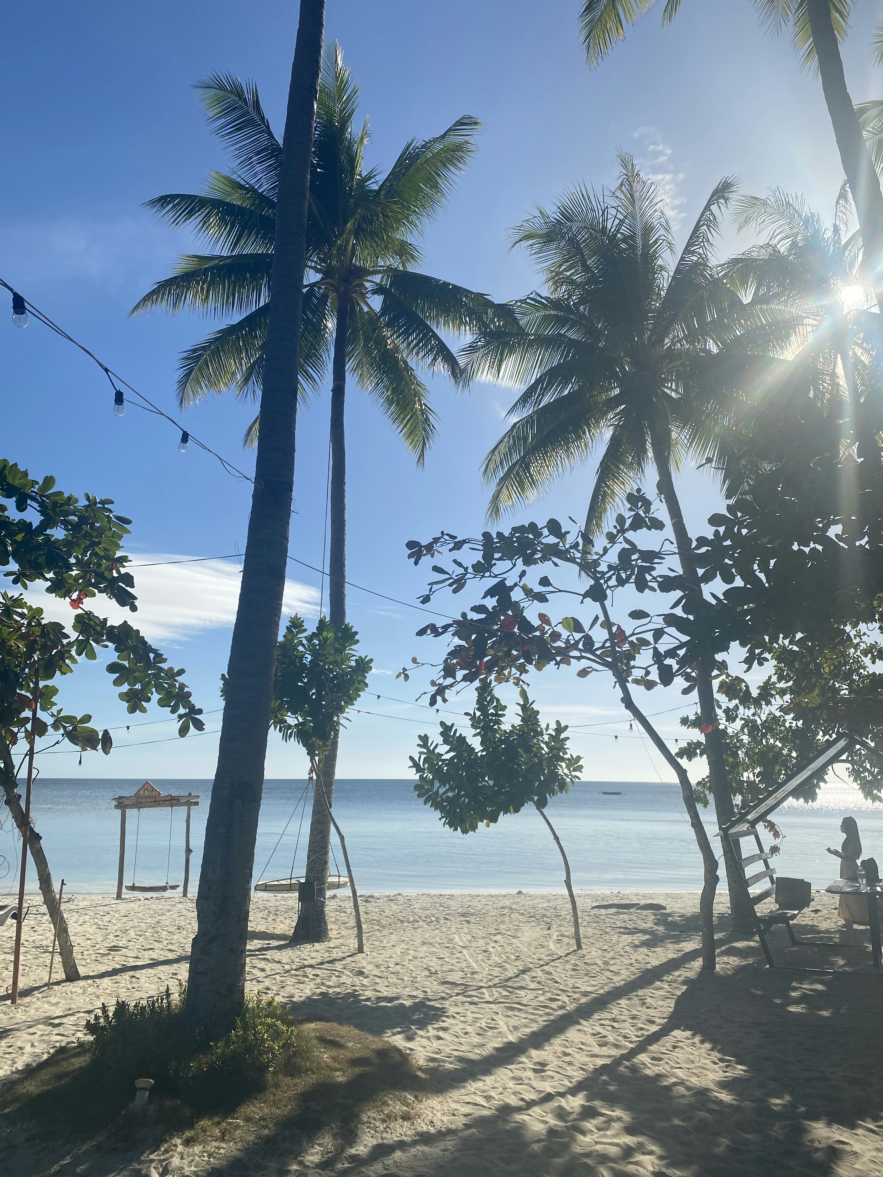 Palmen an einem sonnigen Strand mit ruhigem Ozean.