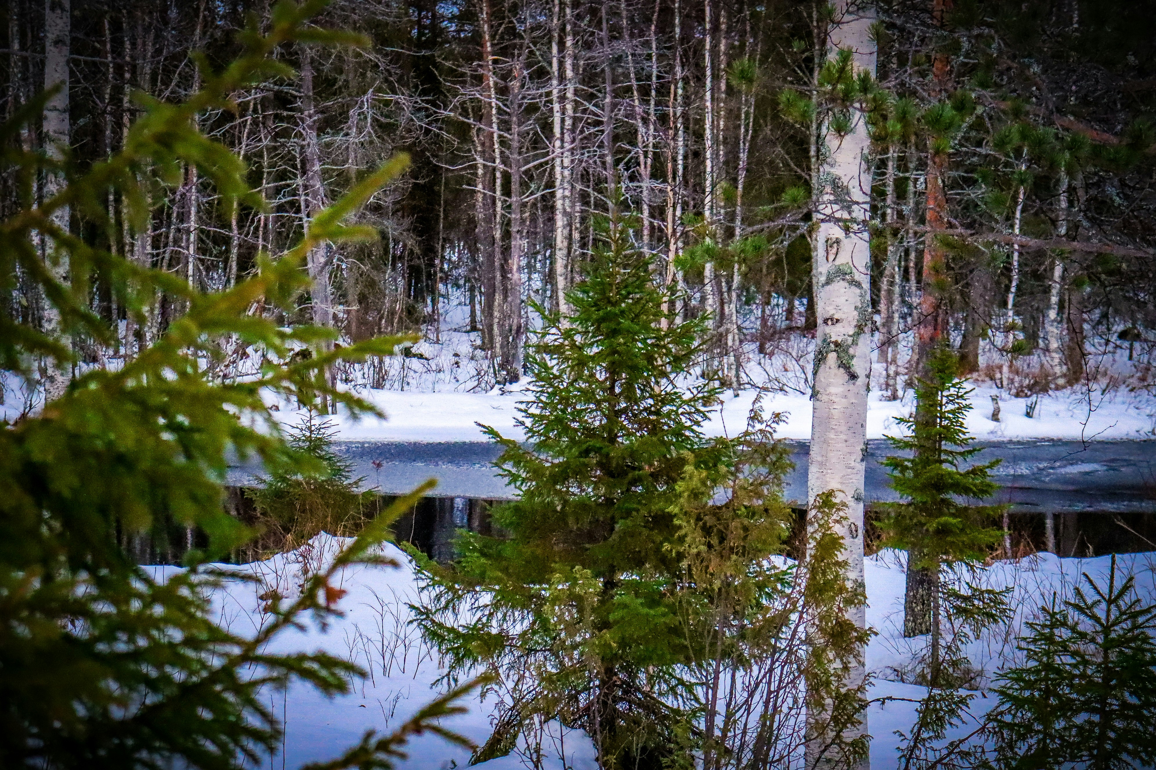 Winter forest scene with snow and bare trees.