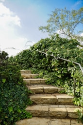 Каменни стъпала, изкачващи се през гъст бръшлян и зеленина в Батак.