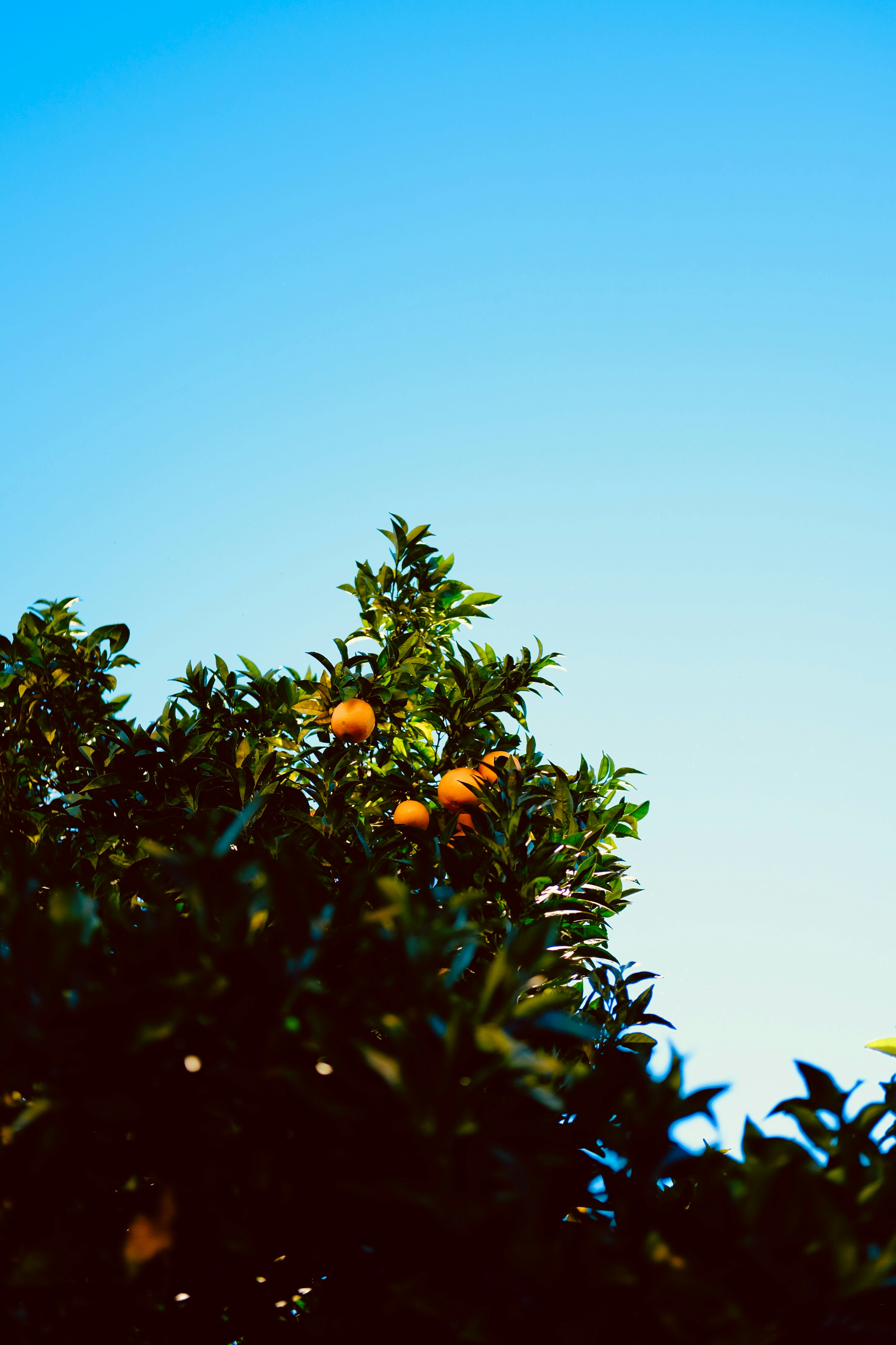 Oranges on a tree against a clear blue sky
