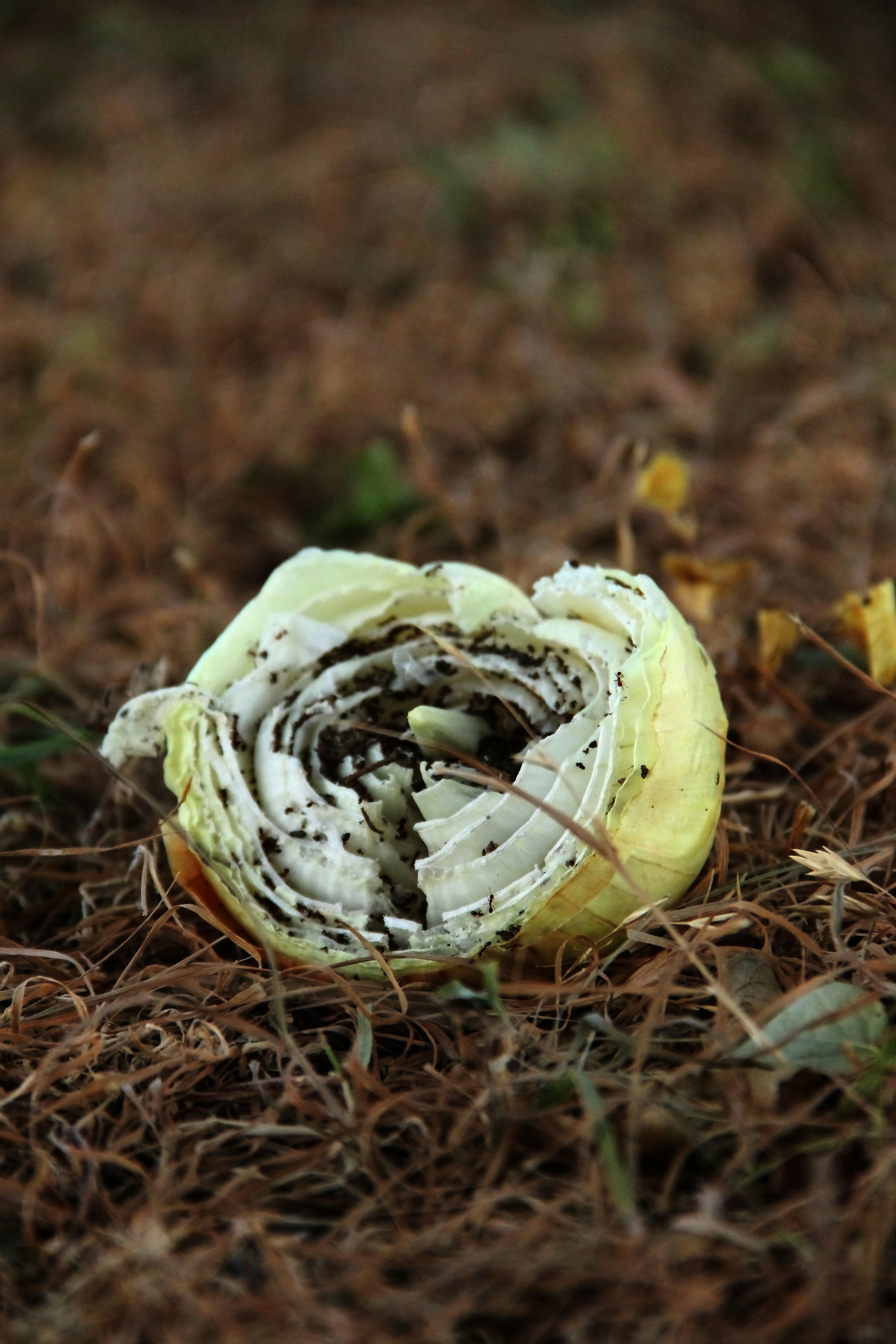Rotten cabbage head on dry ground