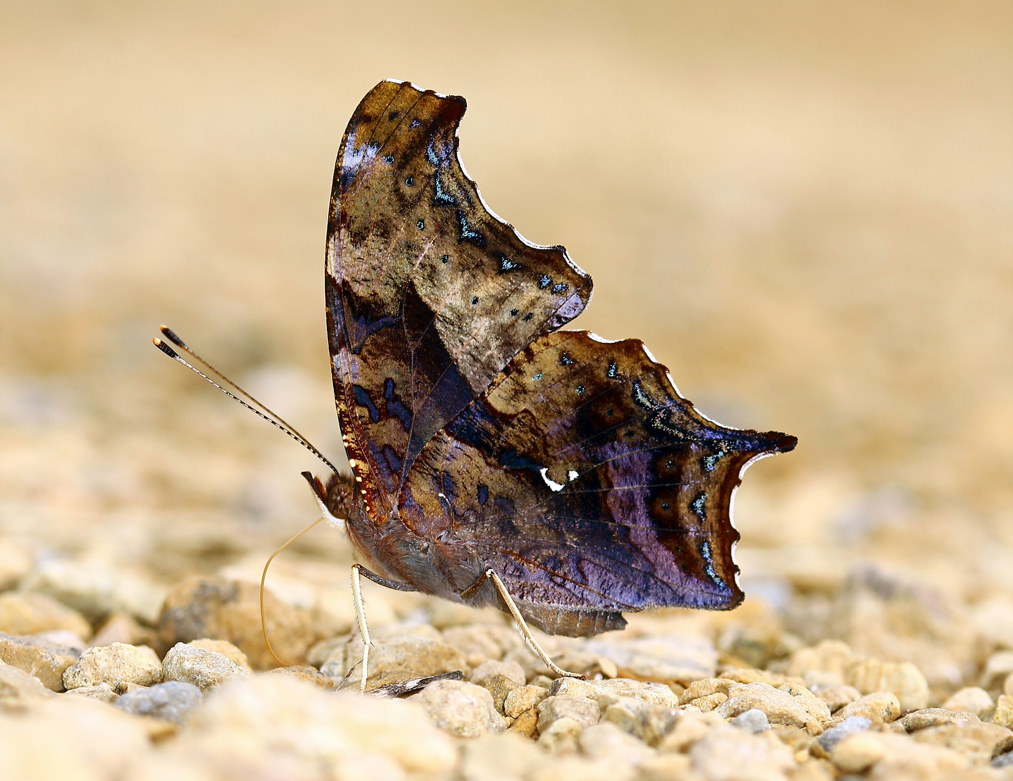 Brown butterfly on gravel