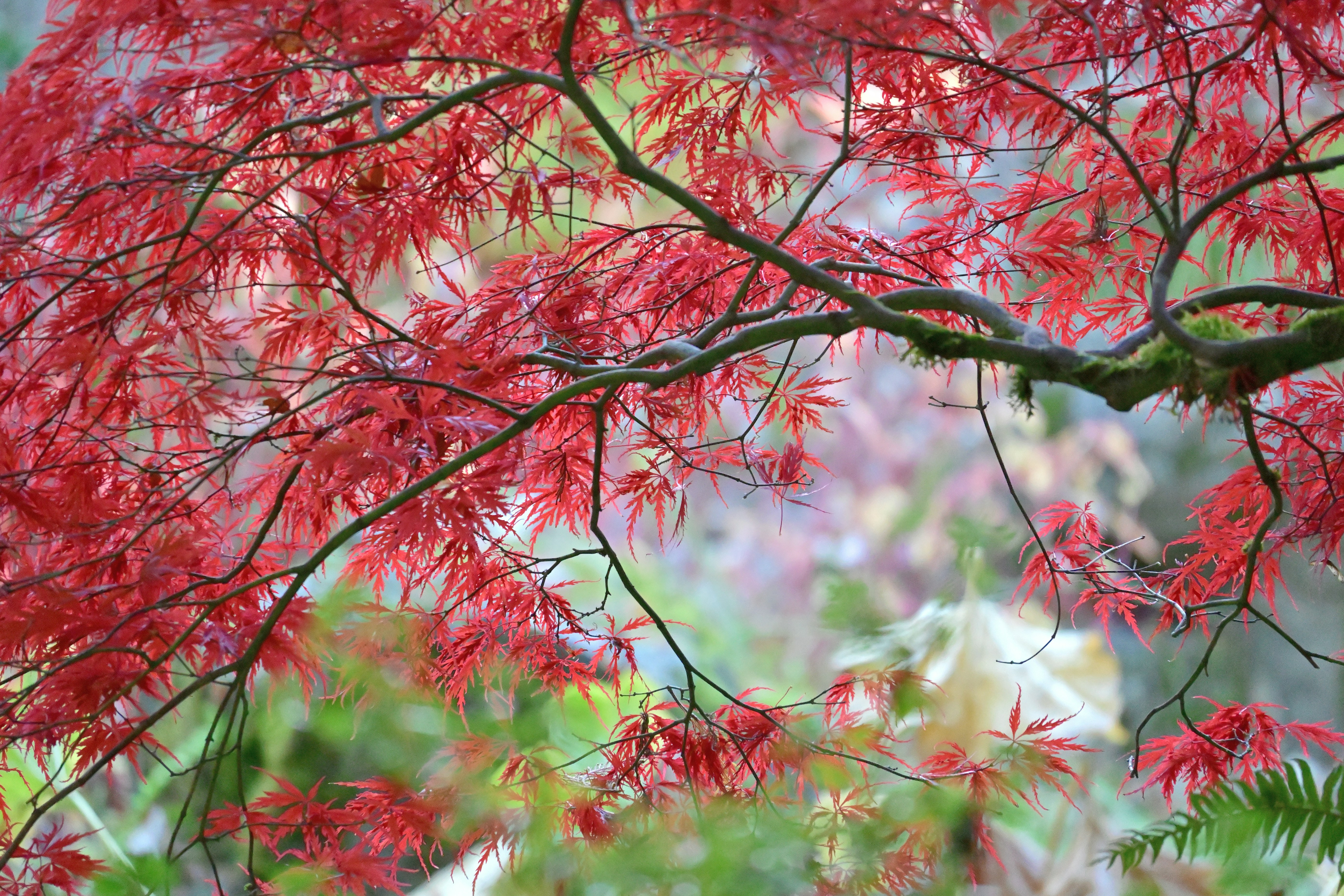 Photo by fleeting_glow