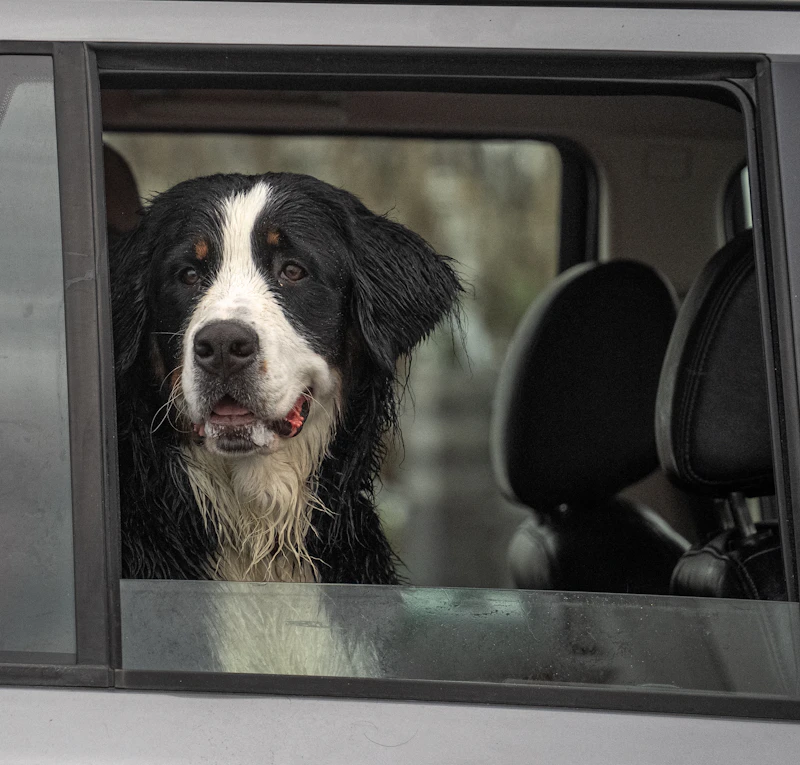 Dog looking out car window