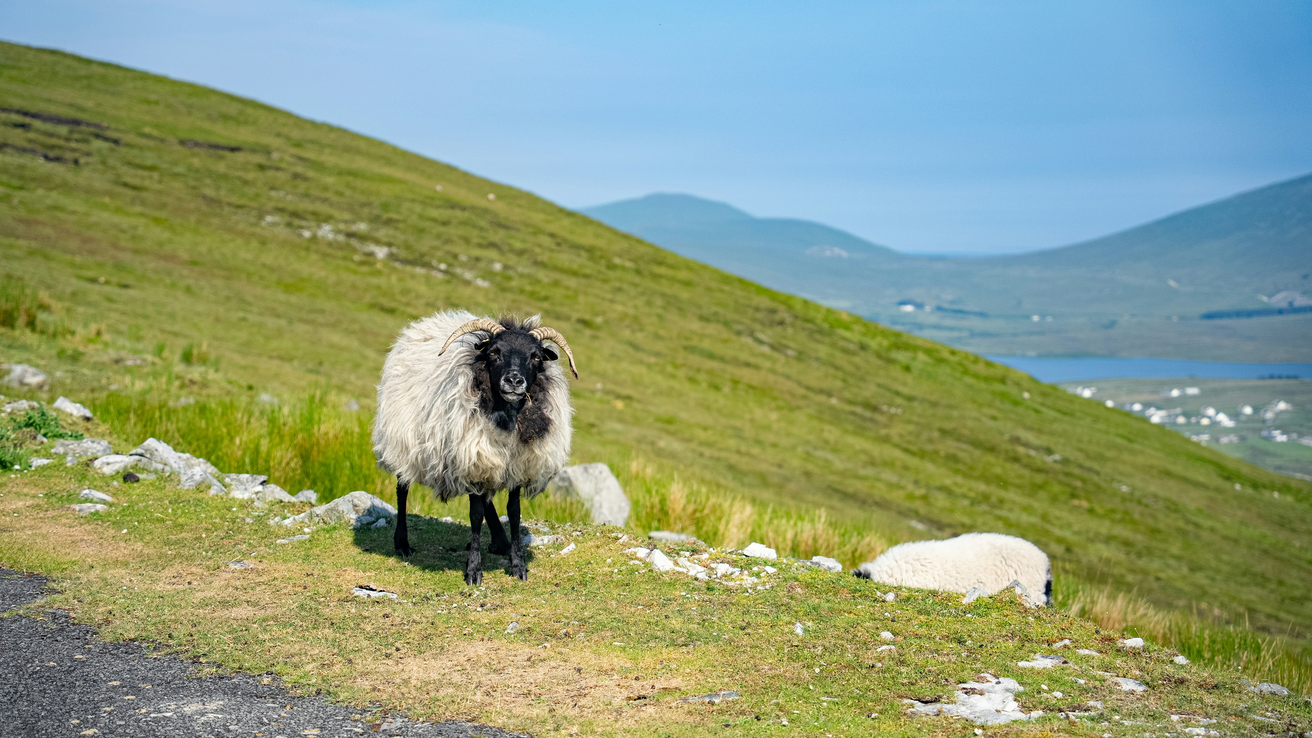 Sheep grazing on a green grassy hillside near water.