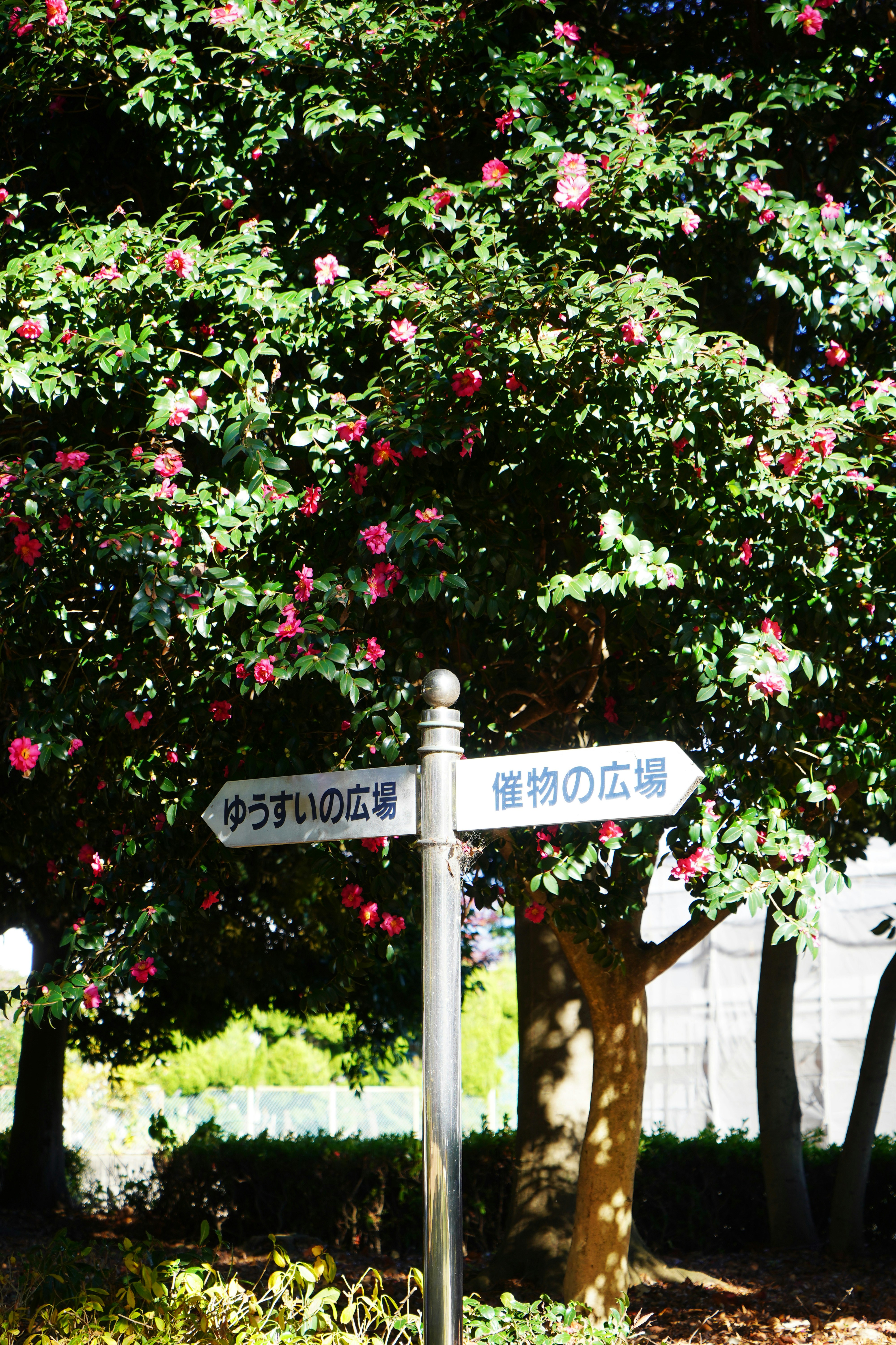 Signpost in front of a blooming camellia tree