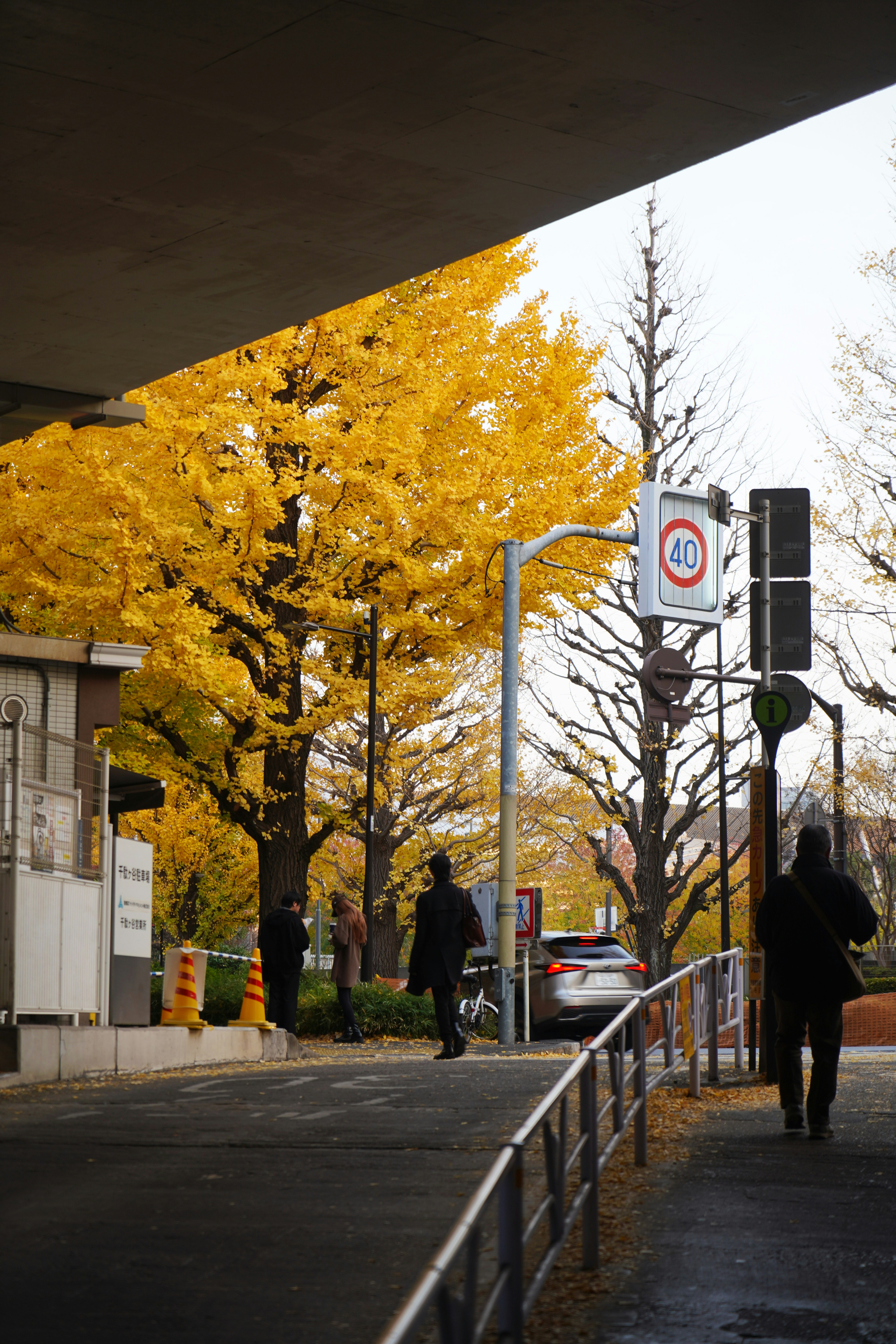 People walk past bright yellow trees on a street.