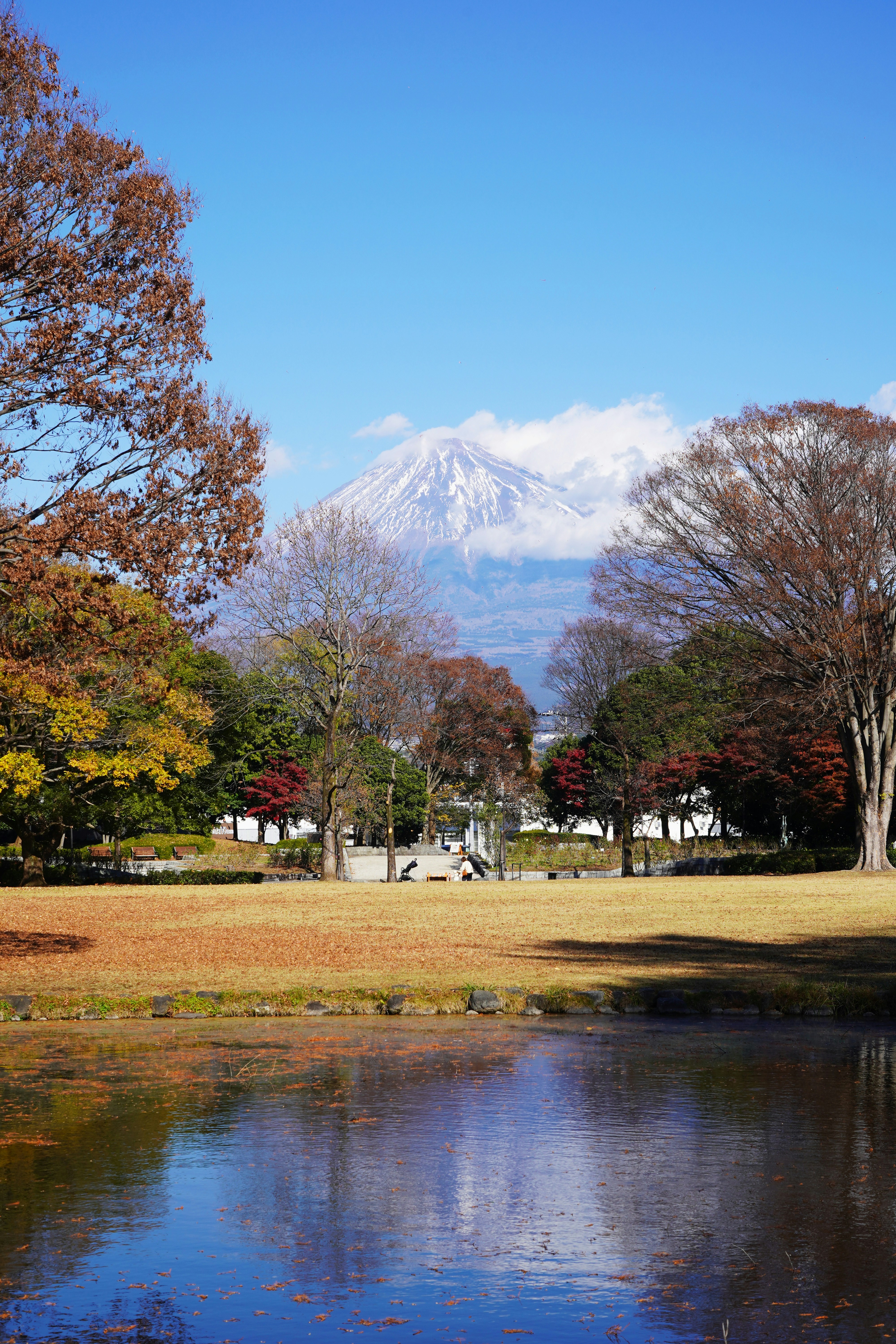 Mount fuji seen from a park with a pond.