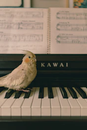 A cockatiel sits on a piano keyboard.