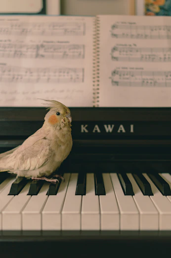 A cockatiel sits on a piano keyboard.