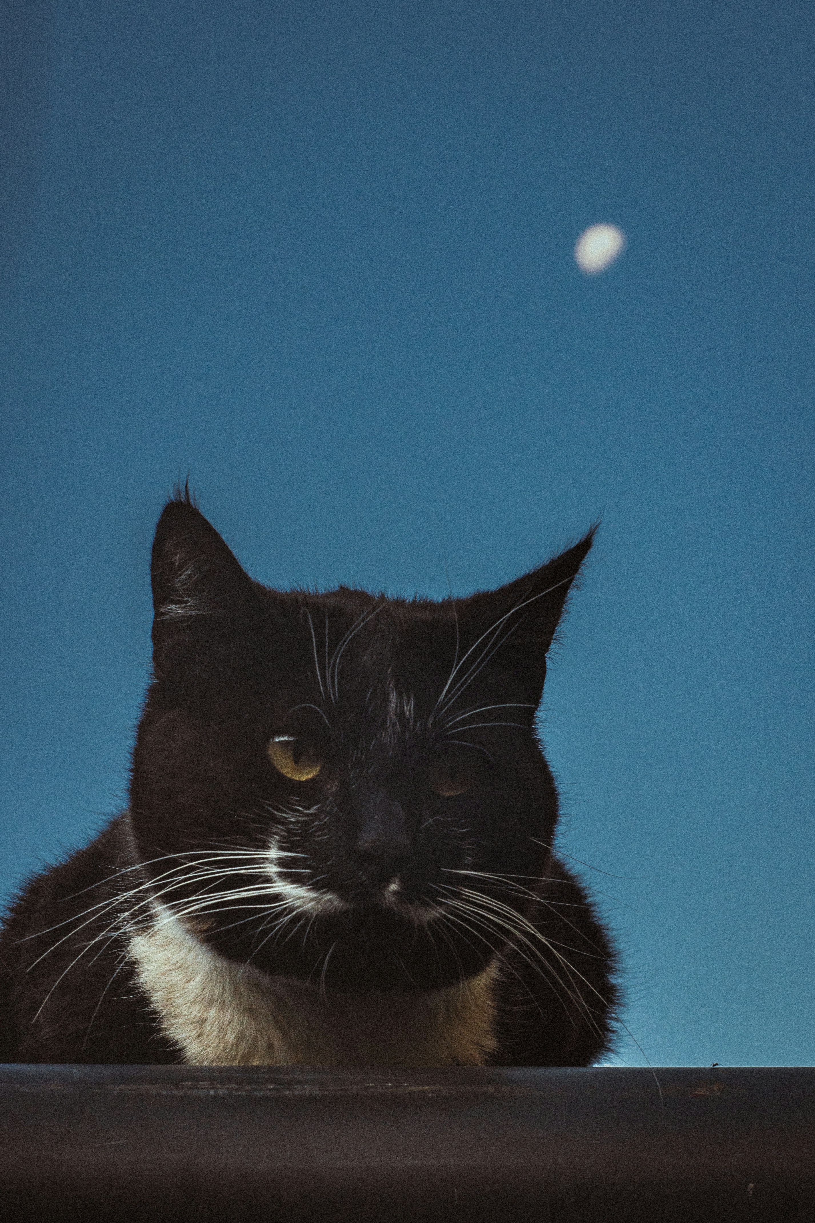 Photo by davidvilches