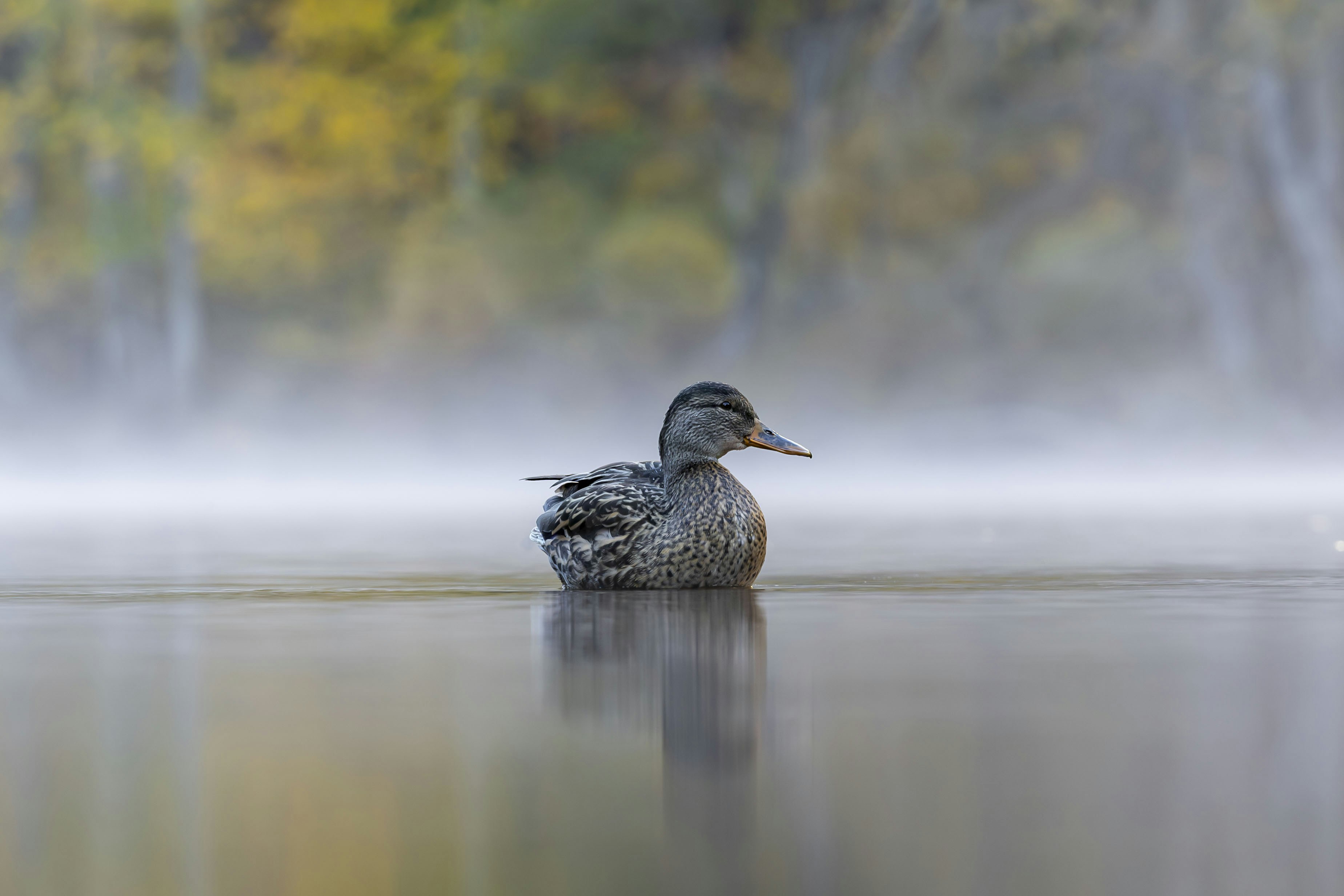 Photo by leo_visions_