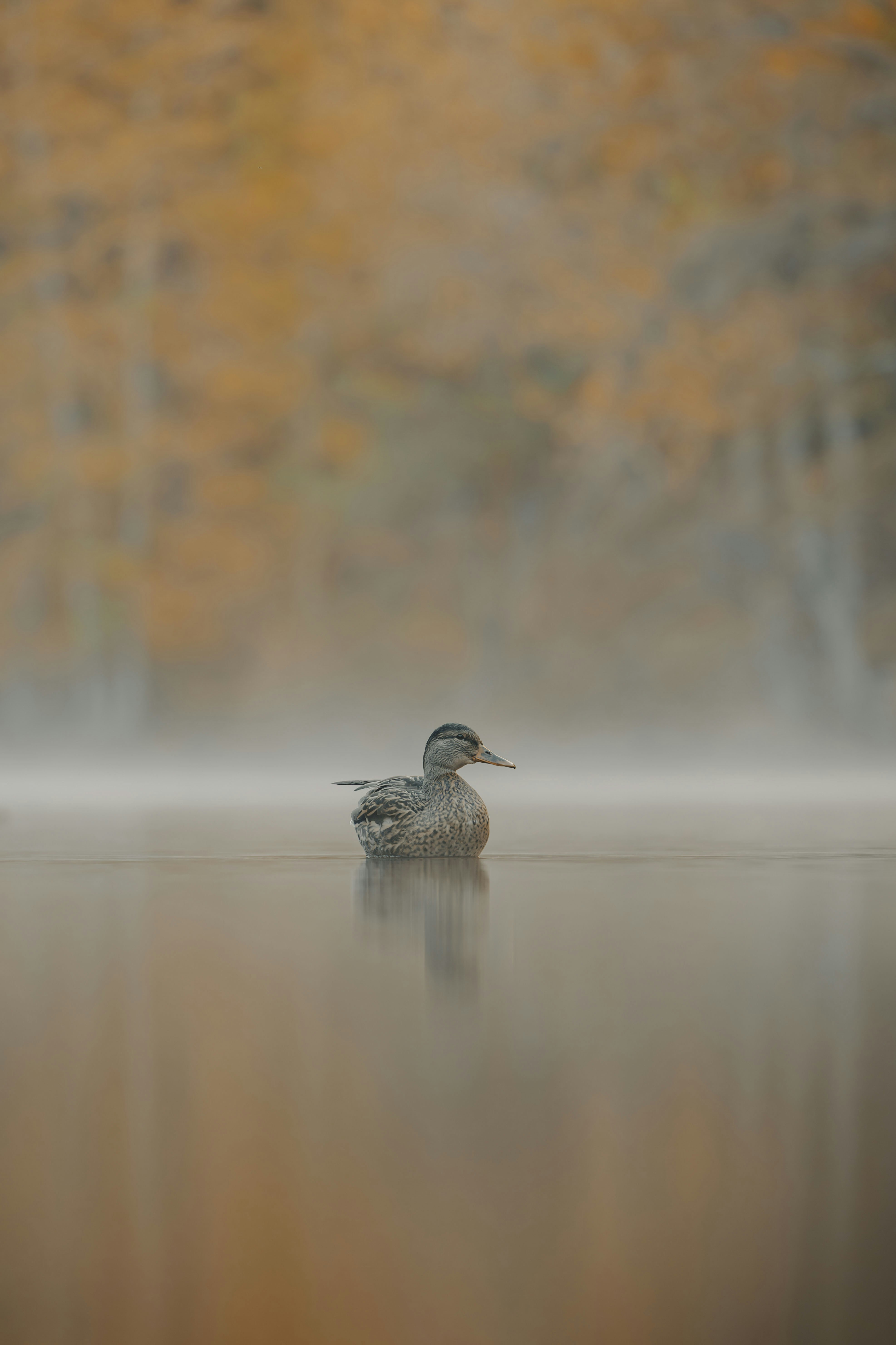A duck floats on a misty lake at dawn.