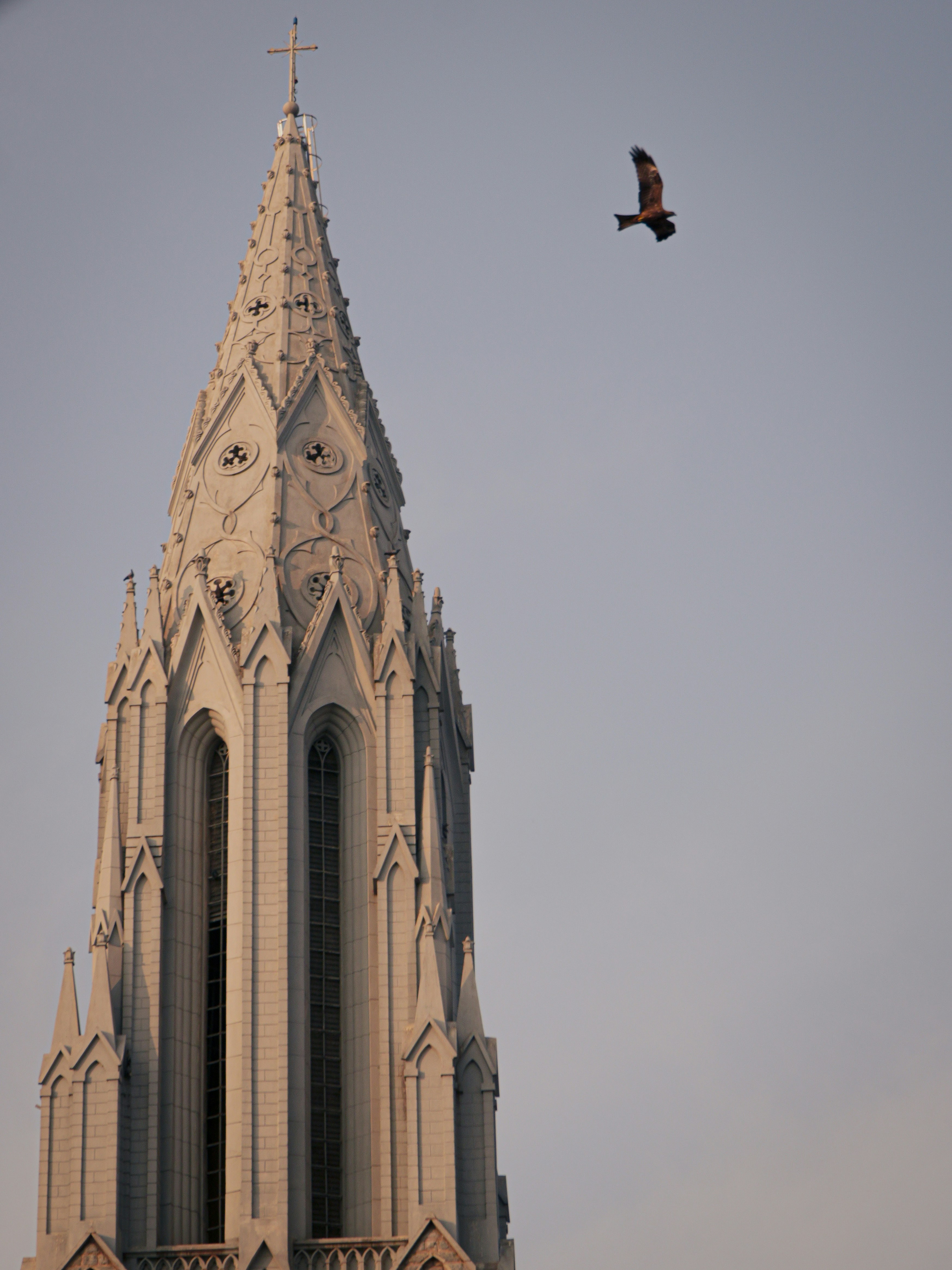 A bird flies near a tall church steeple.