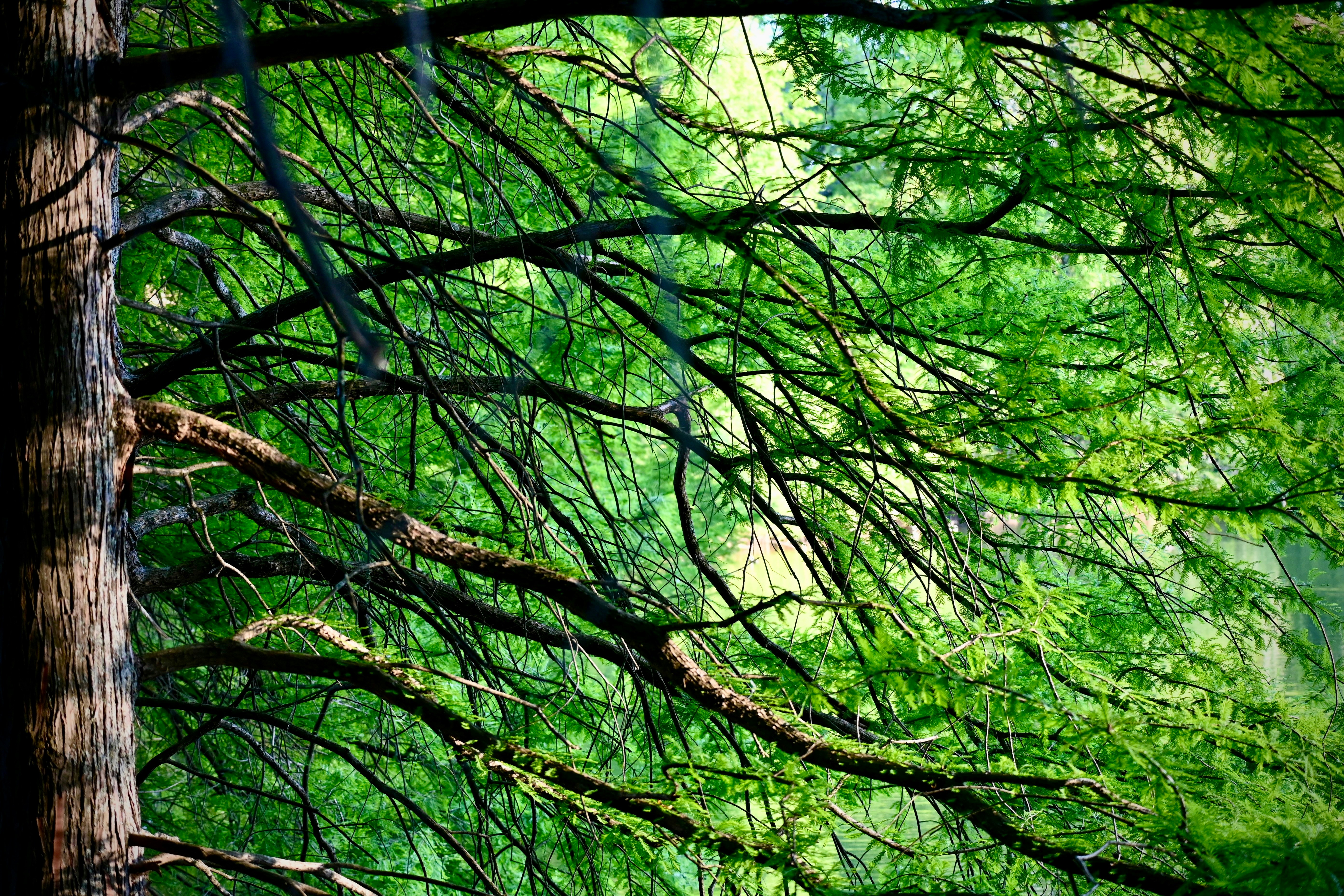 Photo by vijetha_surakanti